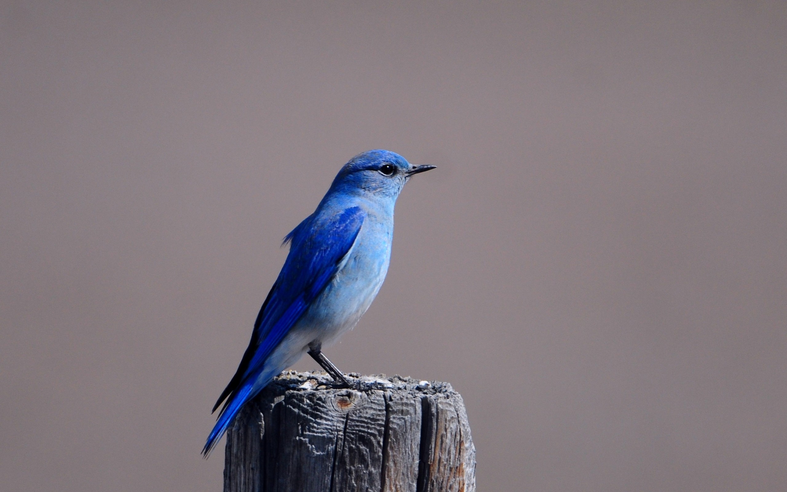 500 Blue Bird Pictures HD  Download Free Images on Unsplash