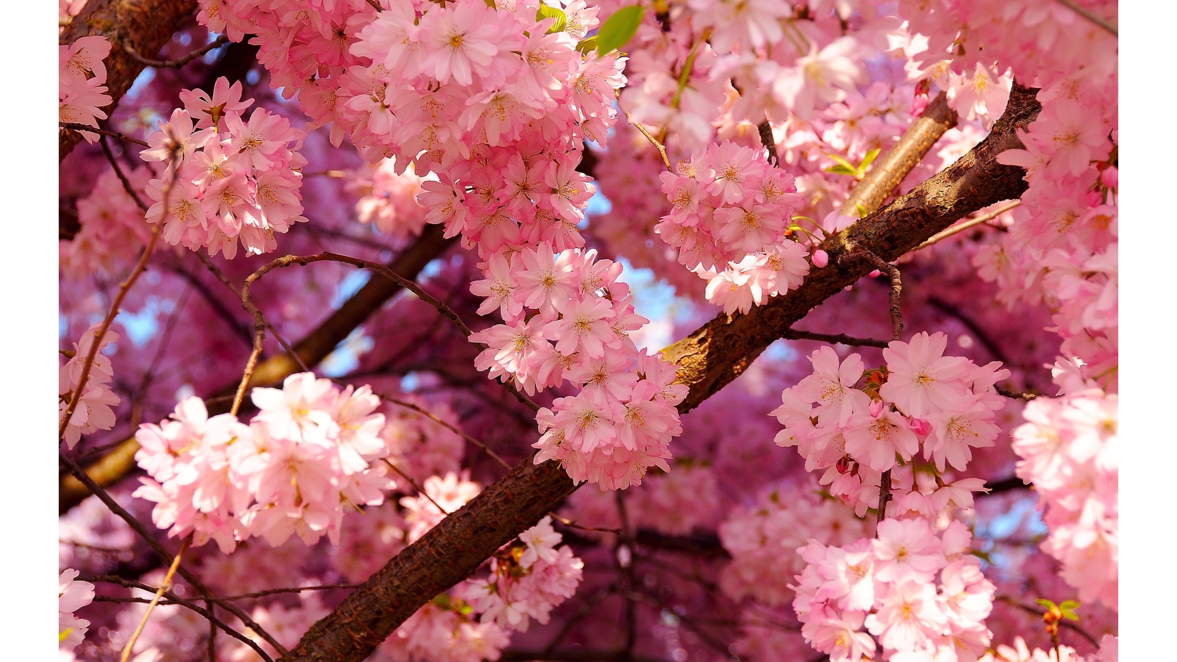 Pink Tree Wallpaper (60+ pictures)