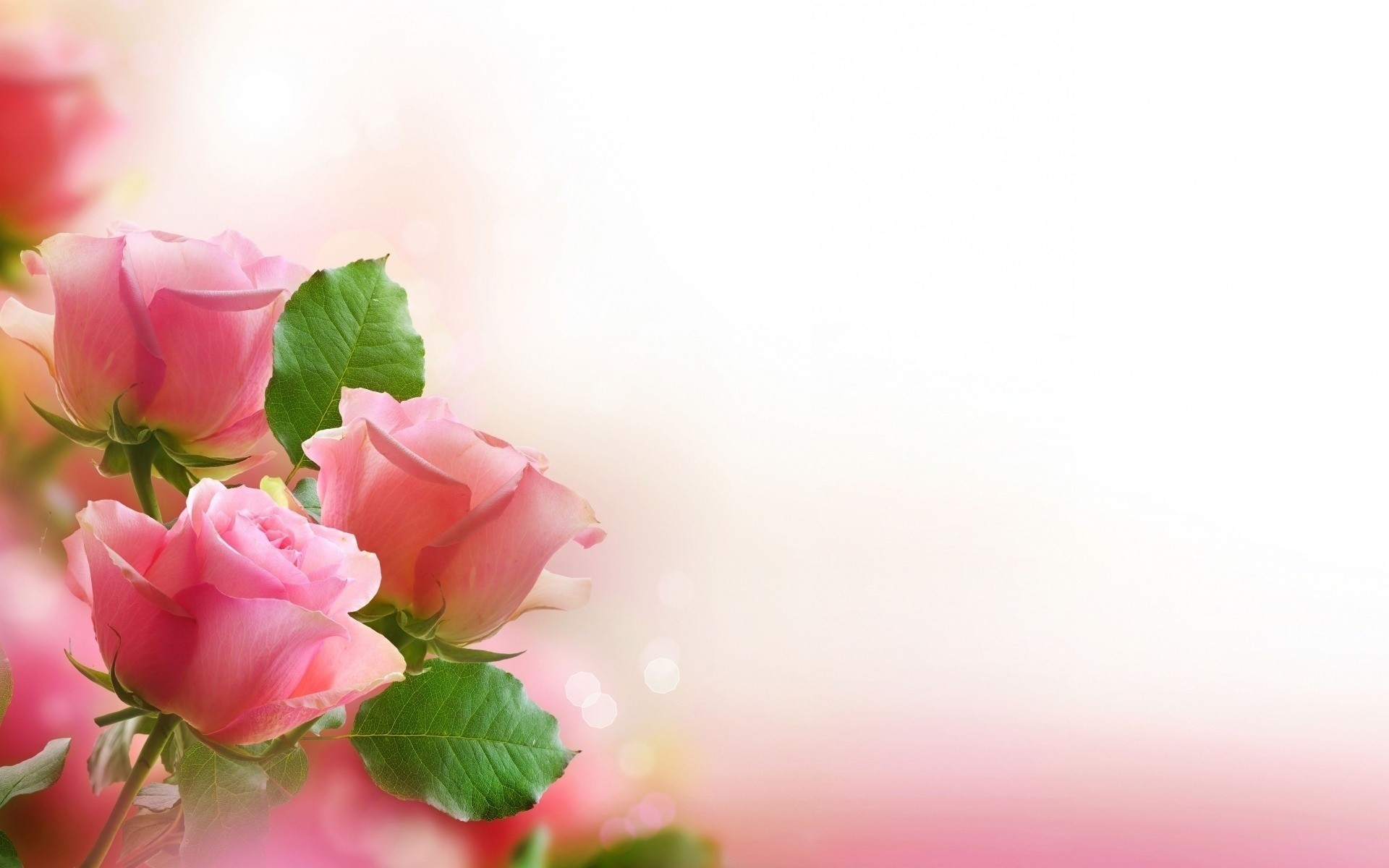 Wallpaper Flower Rose Love (42+ pictures)
