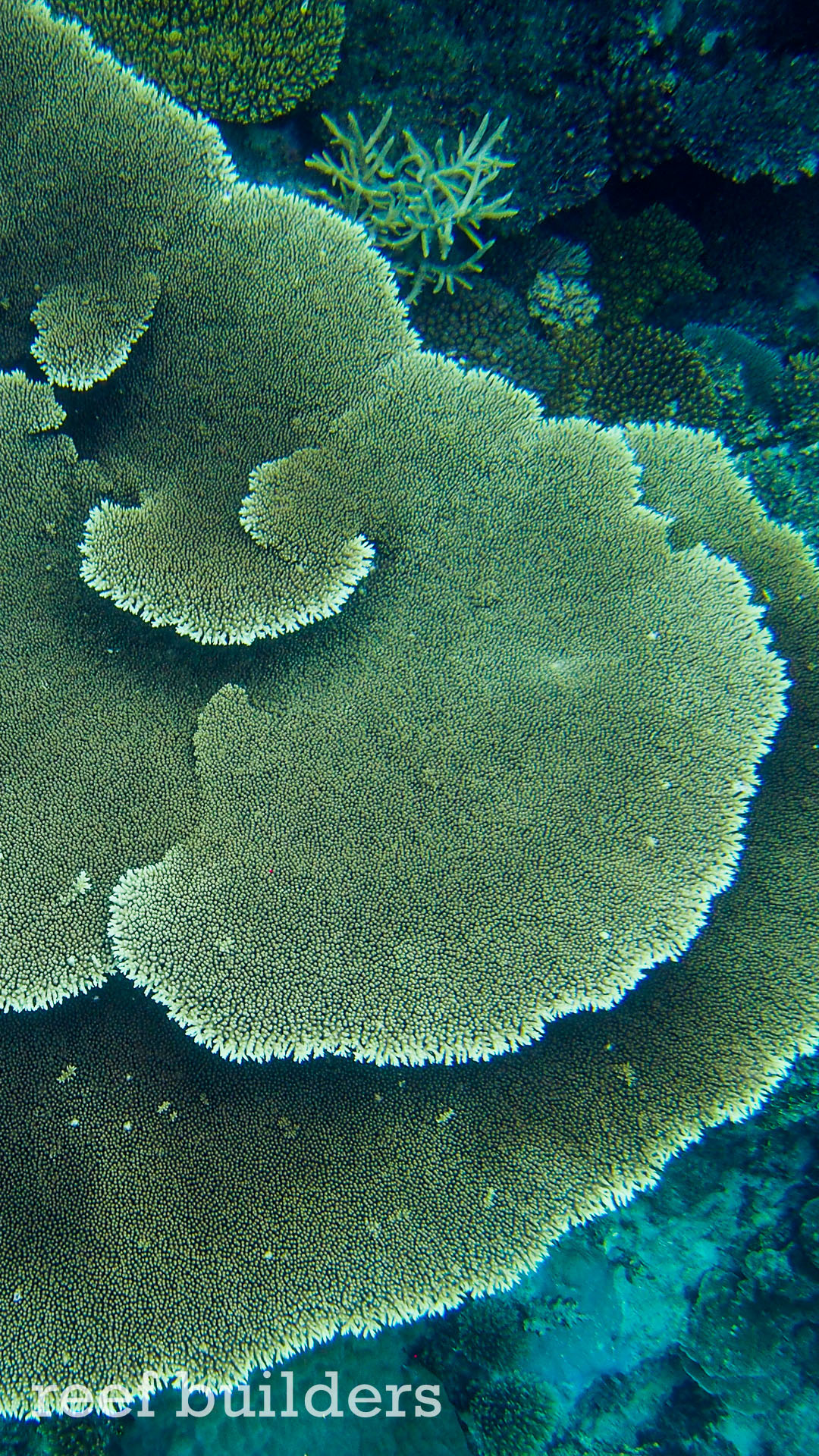 ... iphone6-plus-coral-reef-fish-wallpaper-background-1 1080x1920
