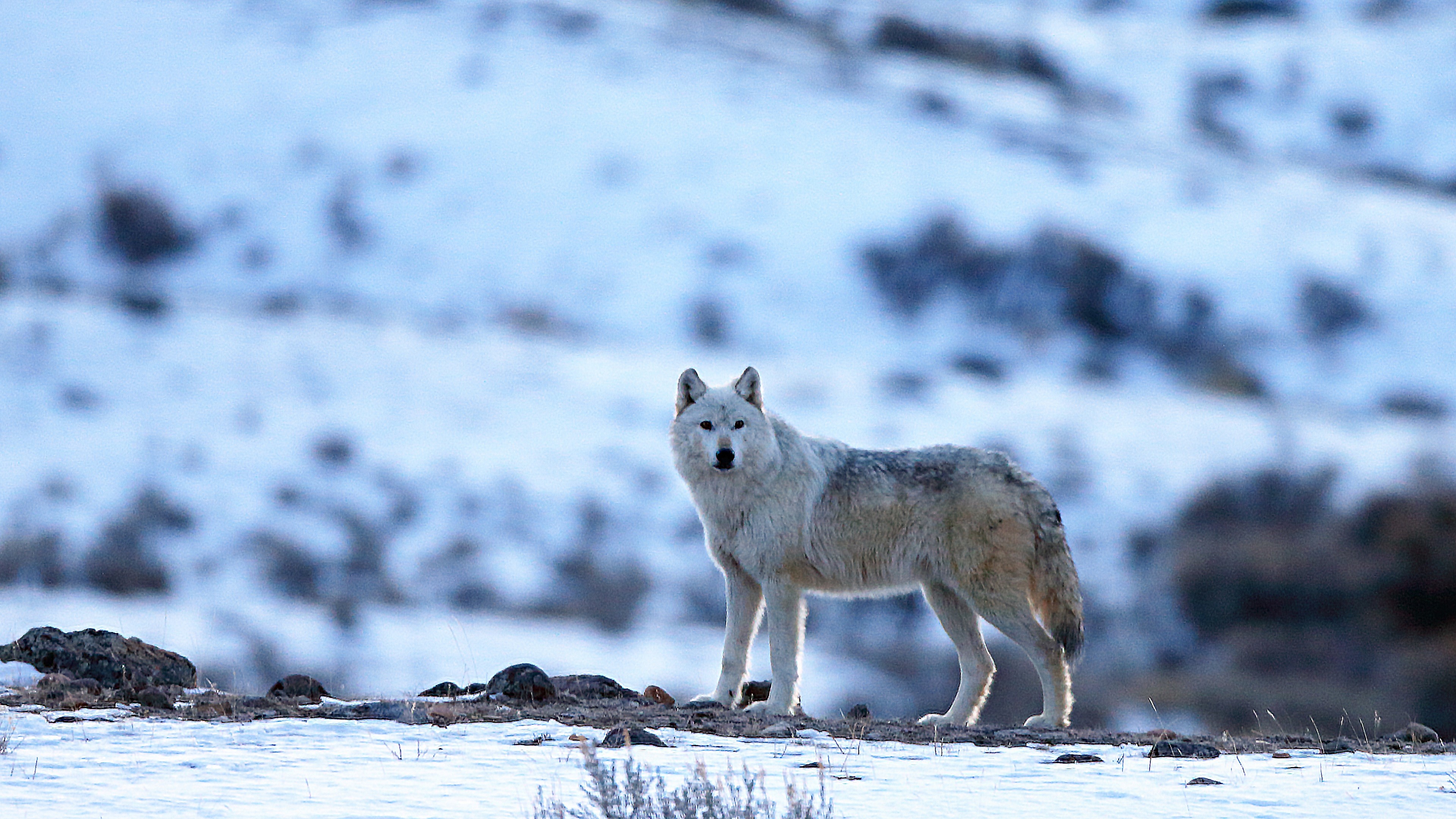 Arctic Wolf Wallpaper 67 Pictures