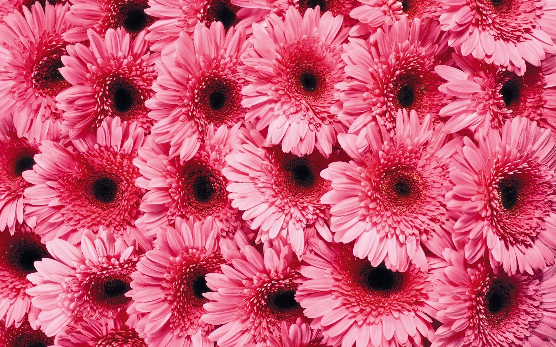 Pop Daisy' Wallpaper by Wallshoppe - Pink