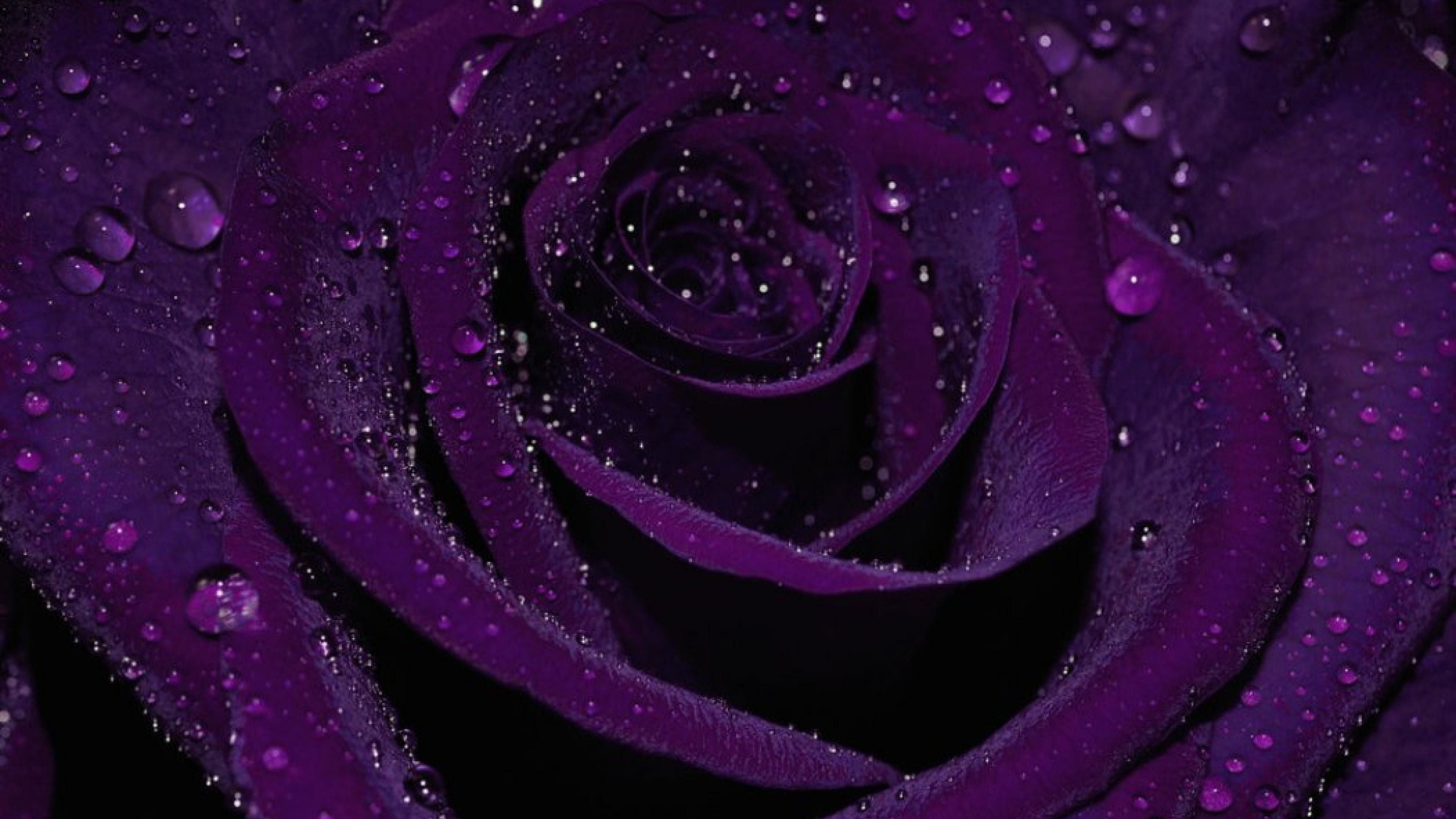 Purple Rose HD Wallpapers  HD Wallpapers  ID 32626
