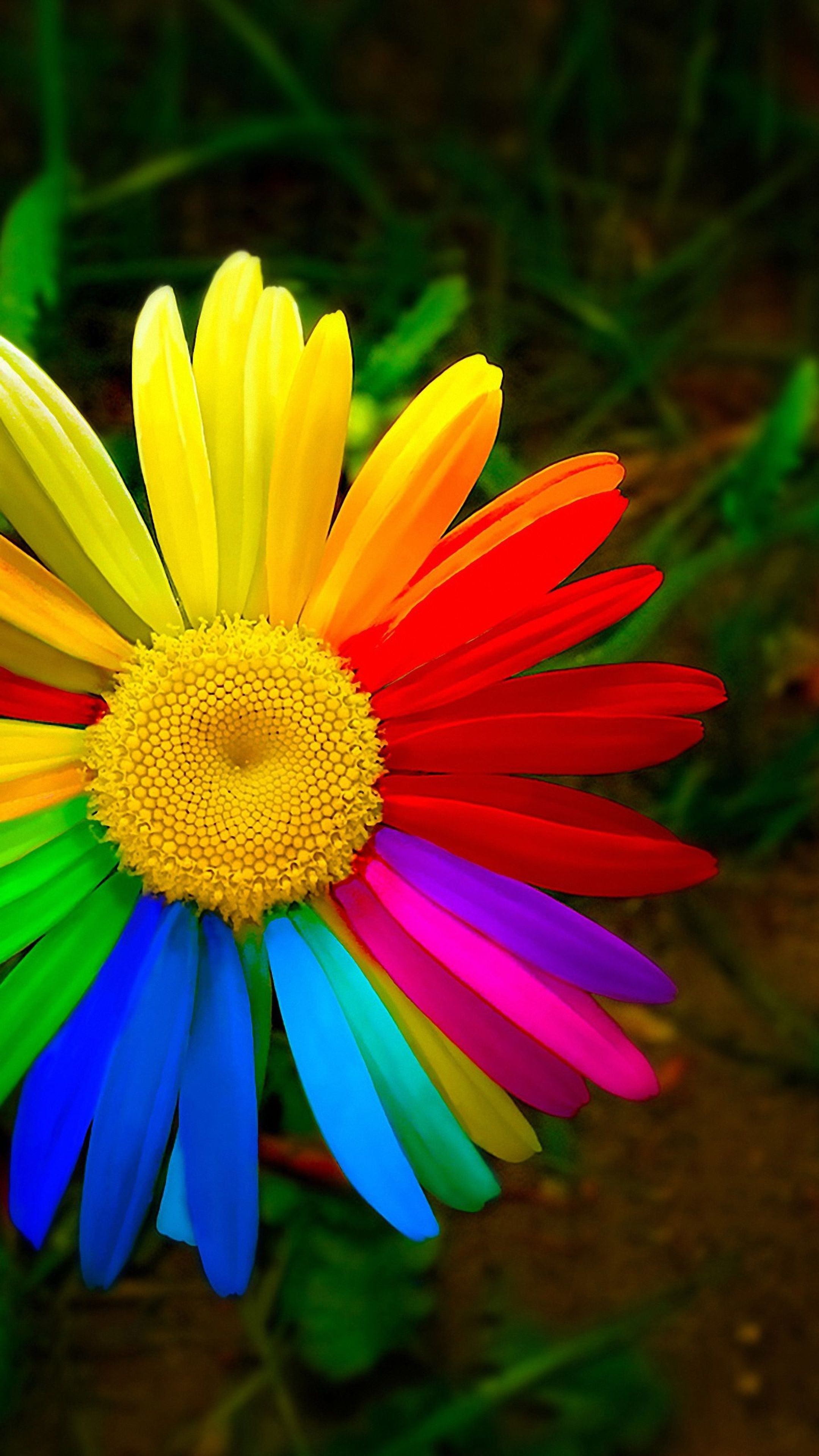 Colorful Flower Wallpaper (70+ pictures)