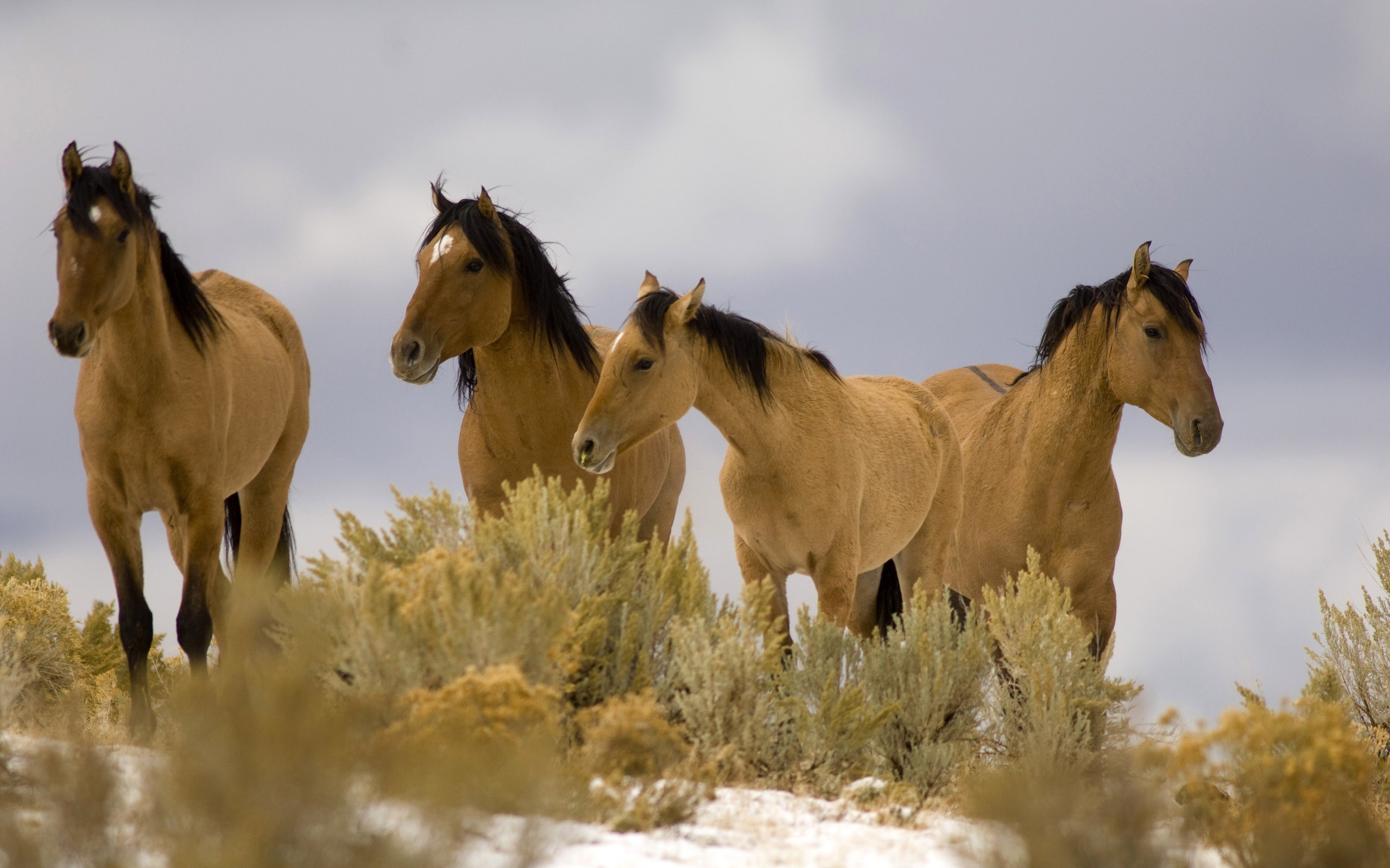 Horse Wallpaper Background HD 59326 2560x1600