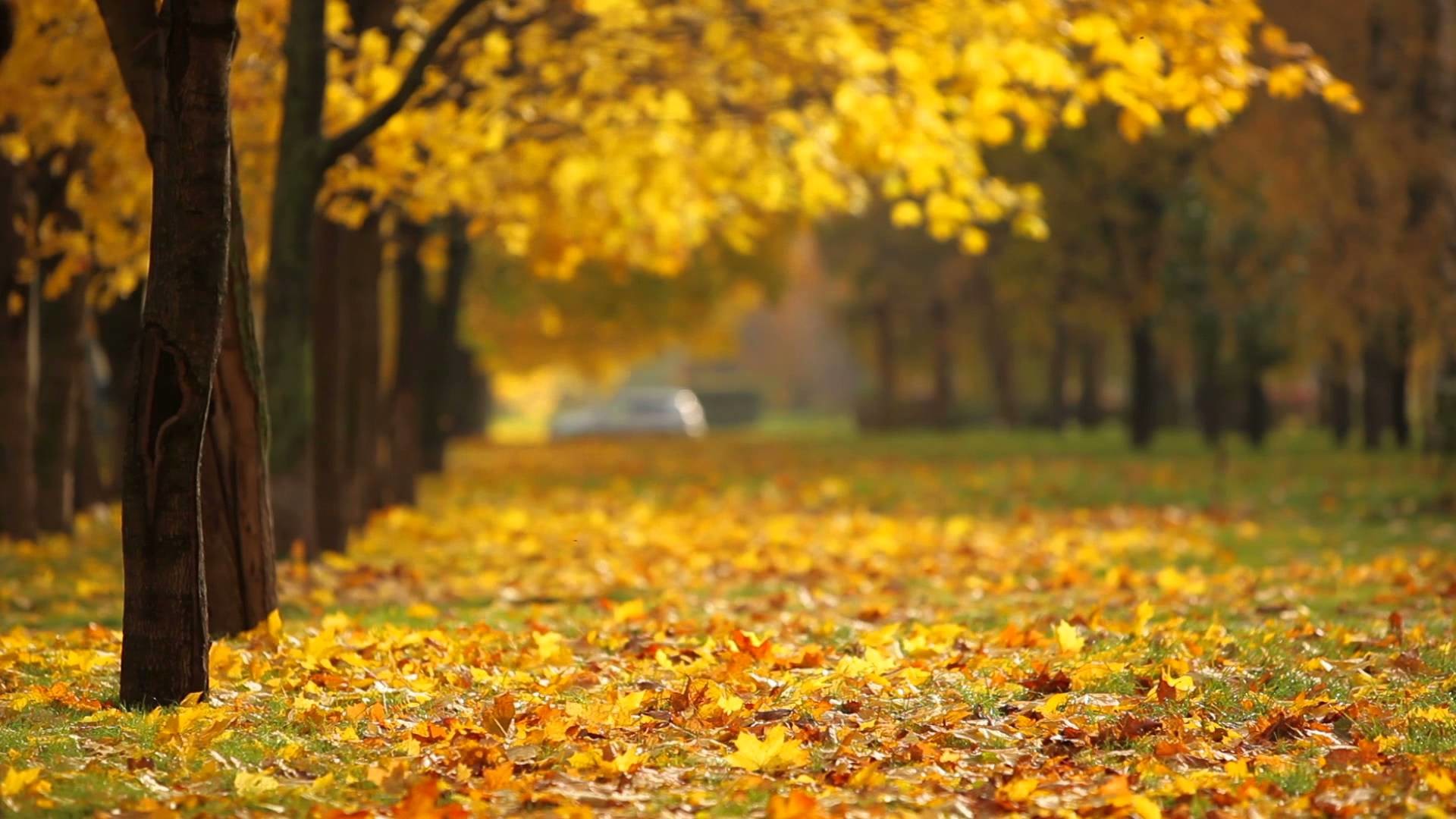 Fall Pictures for Background.