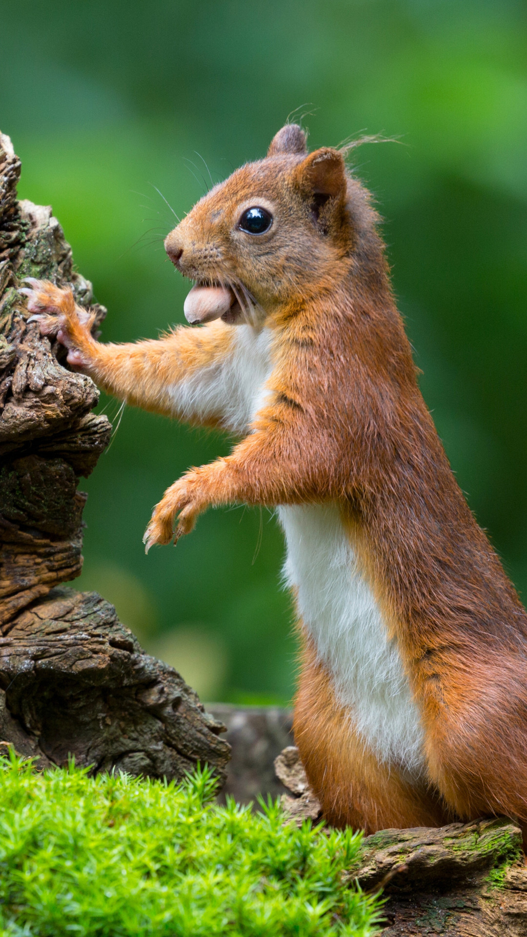 Fluffy Brown Squirrel Trunk | DepthWallpaper