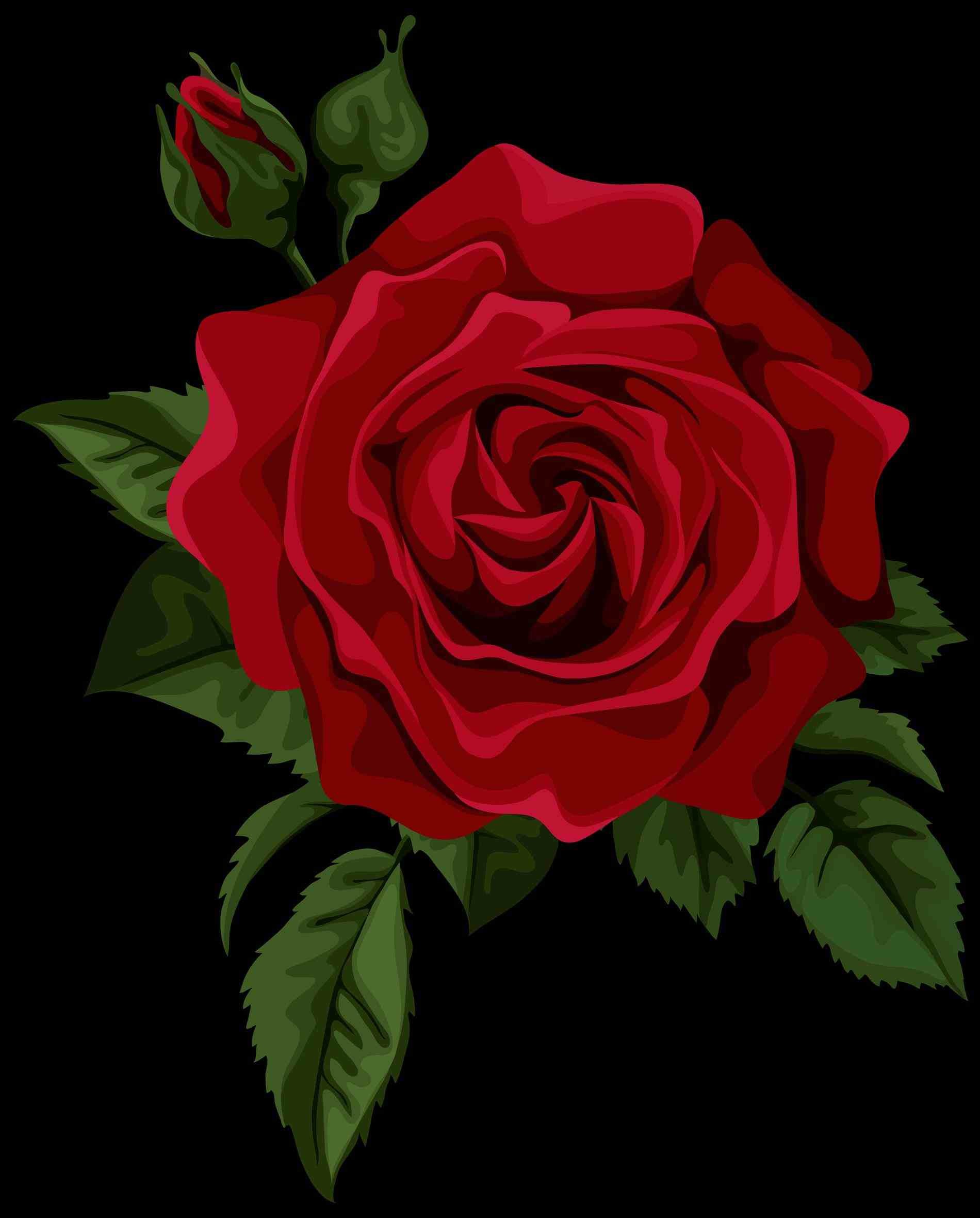 Red Rose  Wallpaper  Desktop 60 pictures 