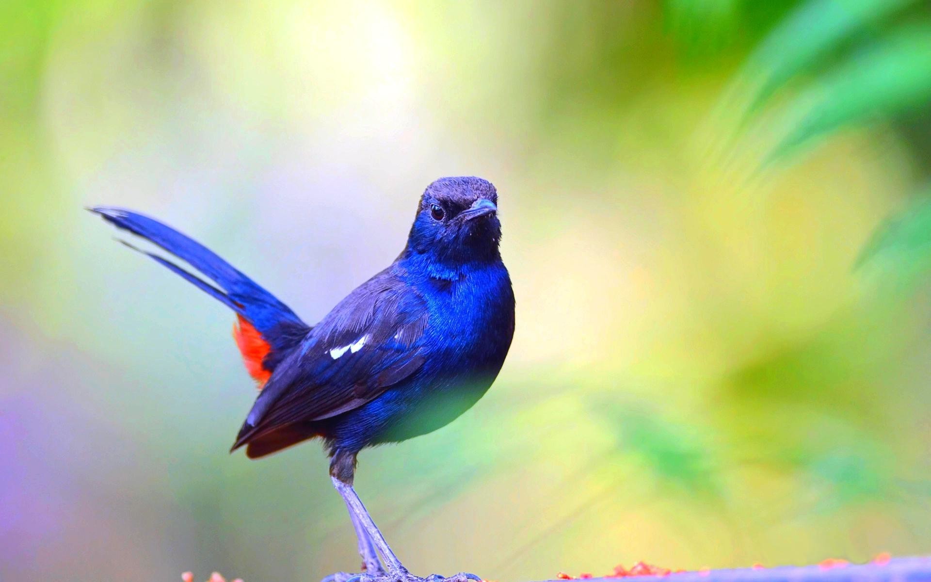 Blue Bird Wallpaper (58+ pictures)