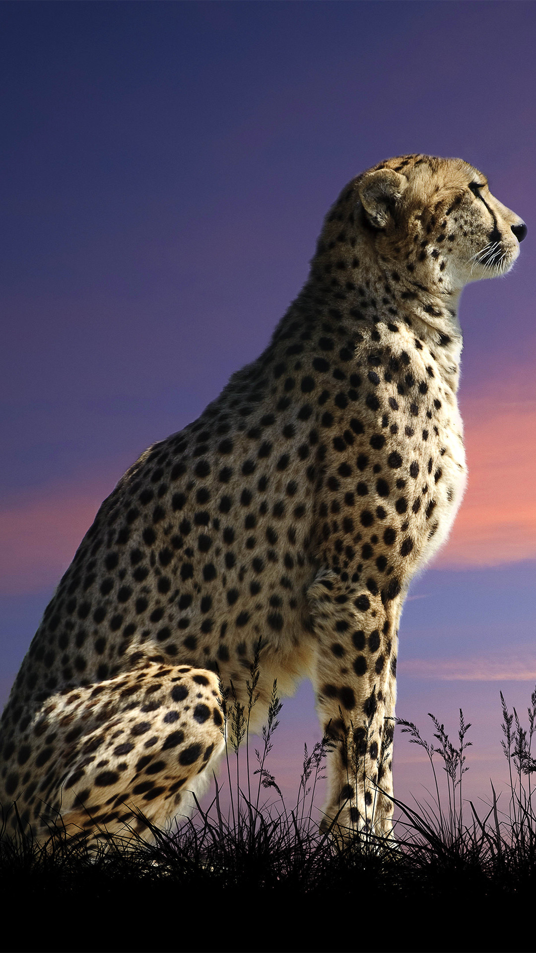 Cheetah Photos Download The BEST Free Cheetah Stock Photos  HD Images