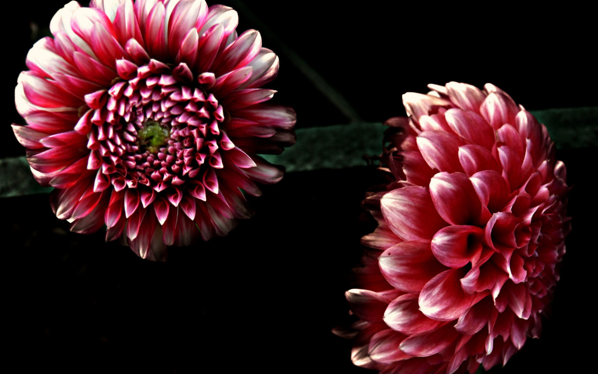 Dahlia Wallpaper (61+ pictures)