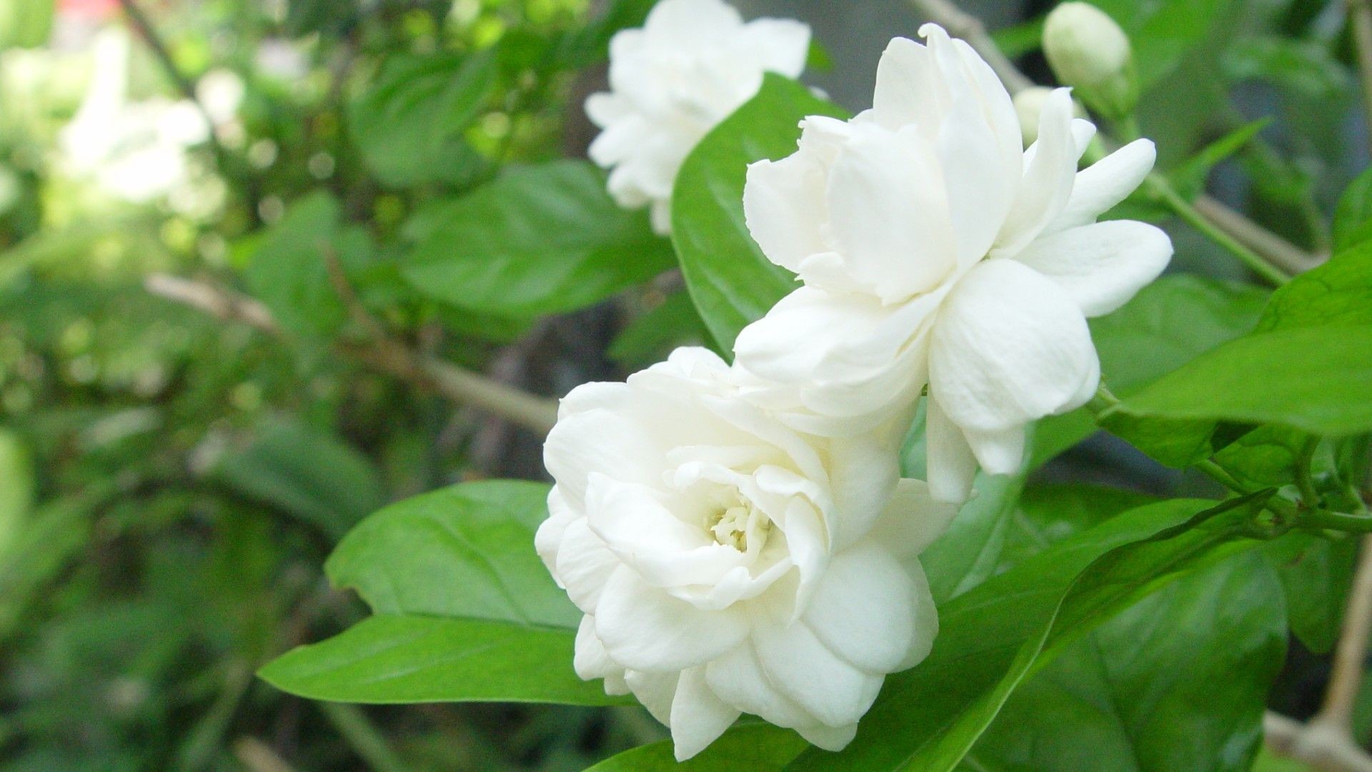 Premium Photo  White terry jasmine flowers in the garden floral background