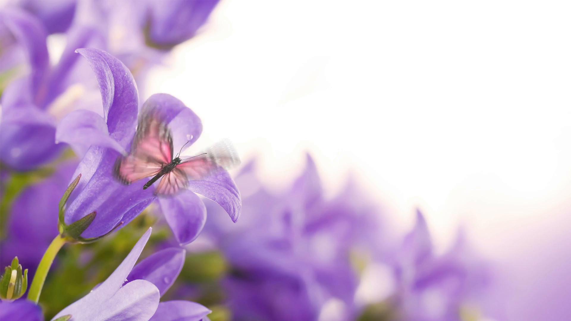 Flowers on a white background, dark blue hand bells and butterfly Stock  Video Footage - Storyblocks Video 1920x1080