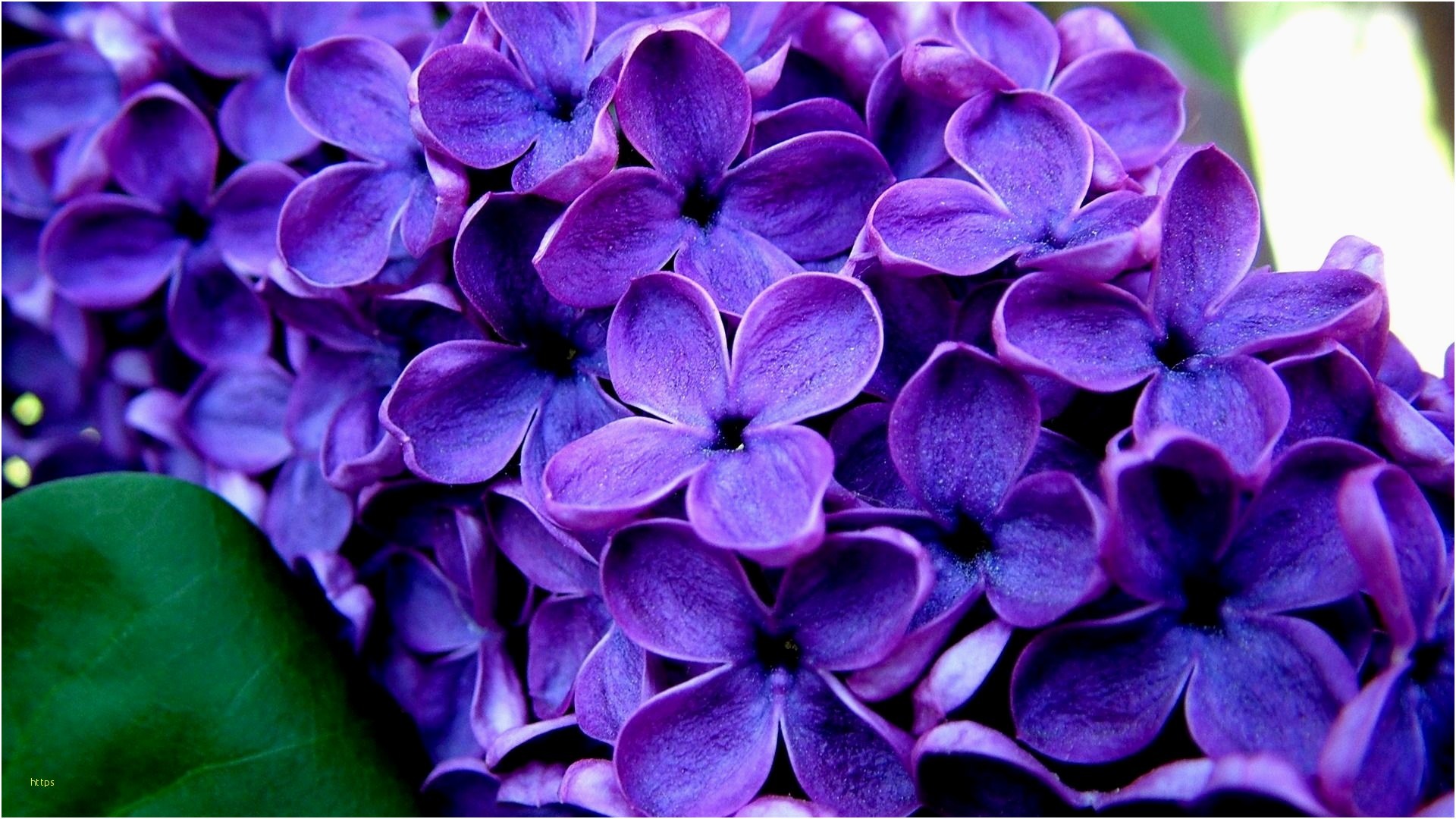 Purple Flower Wallpaper Best Of Purple Flowers Backgrounds Kubreforic 1920x1080
