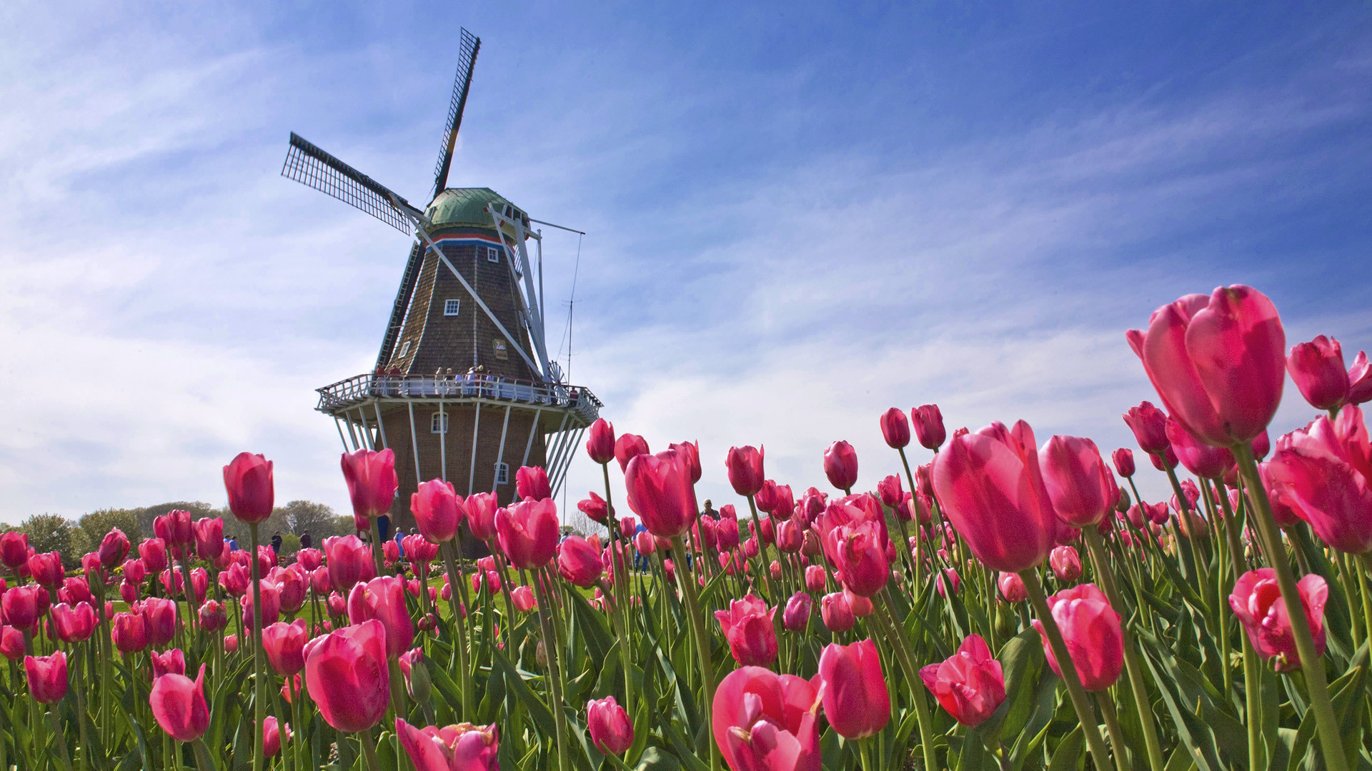 Tổng hợp 100+ hình nền hoa tulip đẹp cho máy tính Mới nhất năm 2023