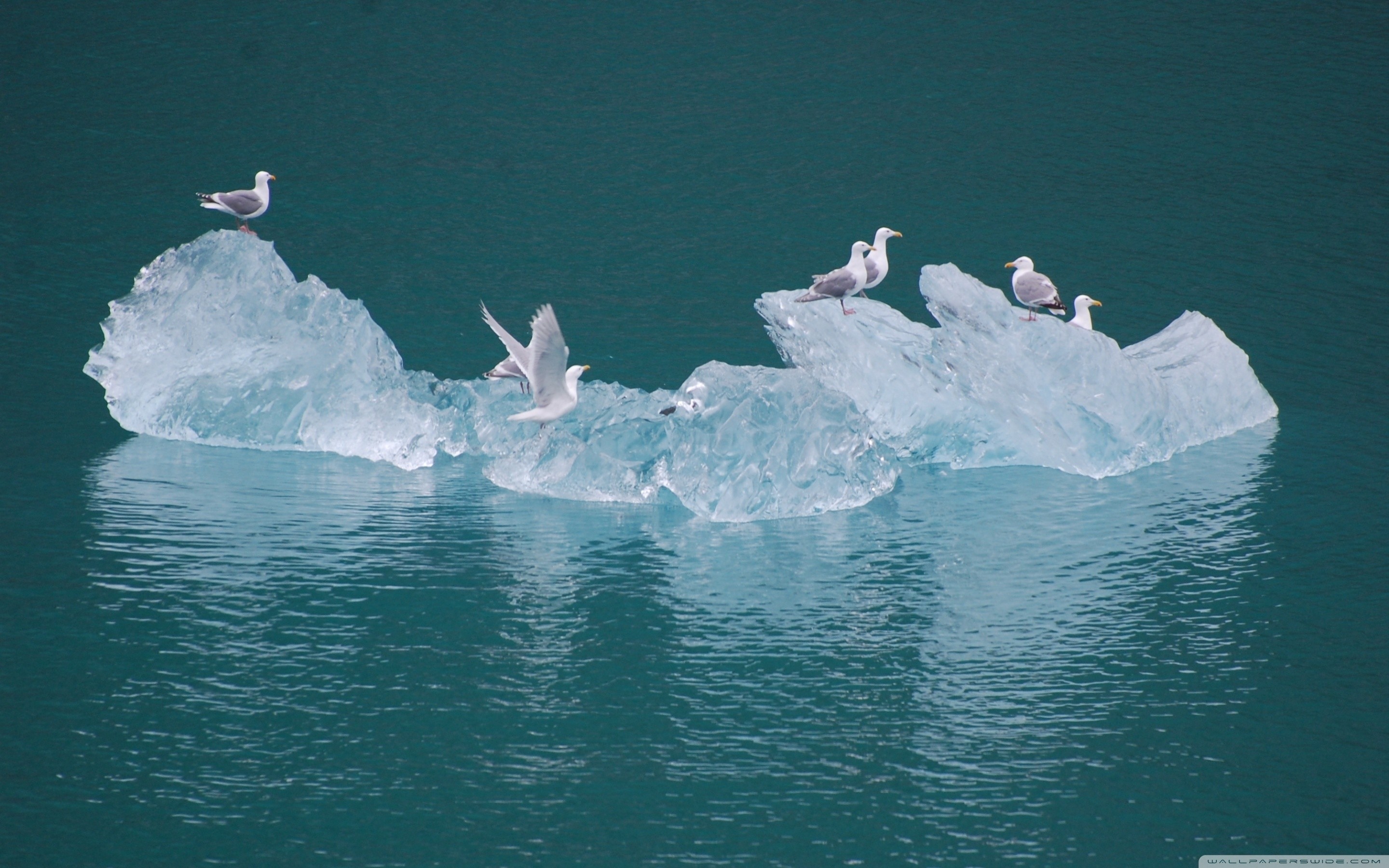 The Best Seagulls On An Iceberg Wallpaper 2880x1800