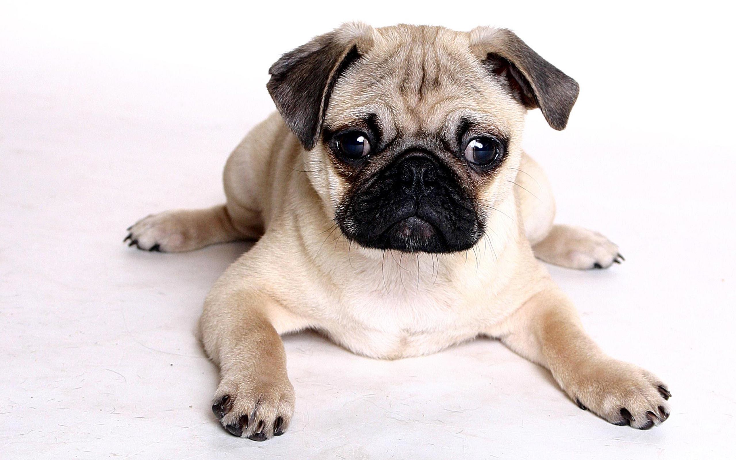 Cute Pug Dog Wallpapers  Top Free Cute Pug Dog Backgrounds   WallpaperAccess