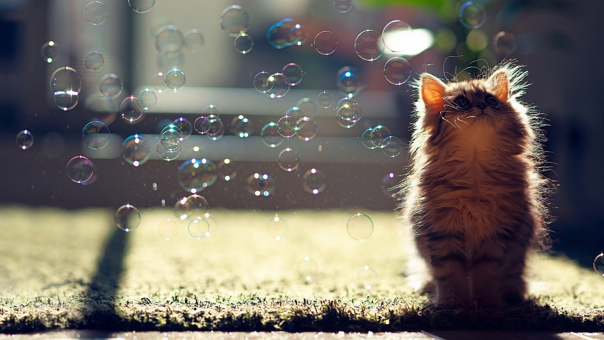 3. cat-desktop-wallpaper3-600x338 1920x1080