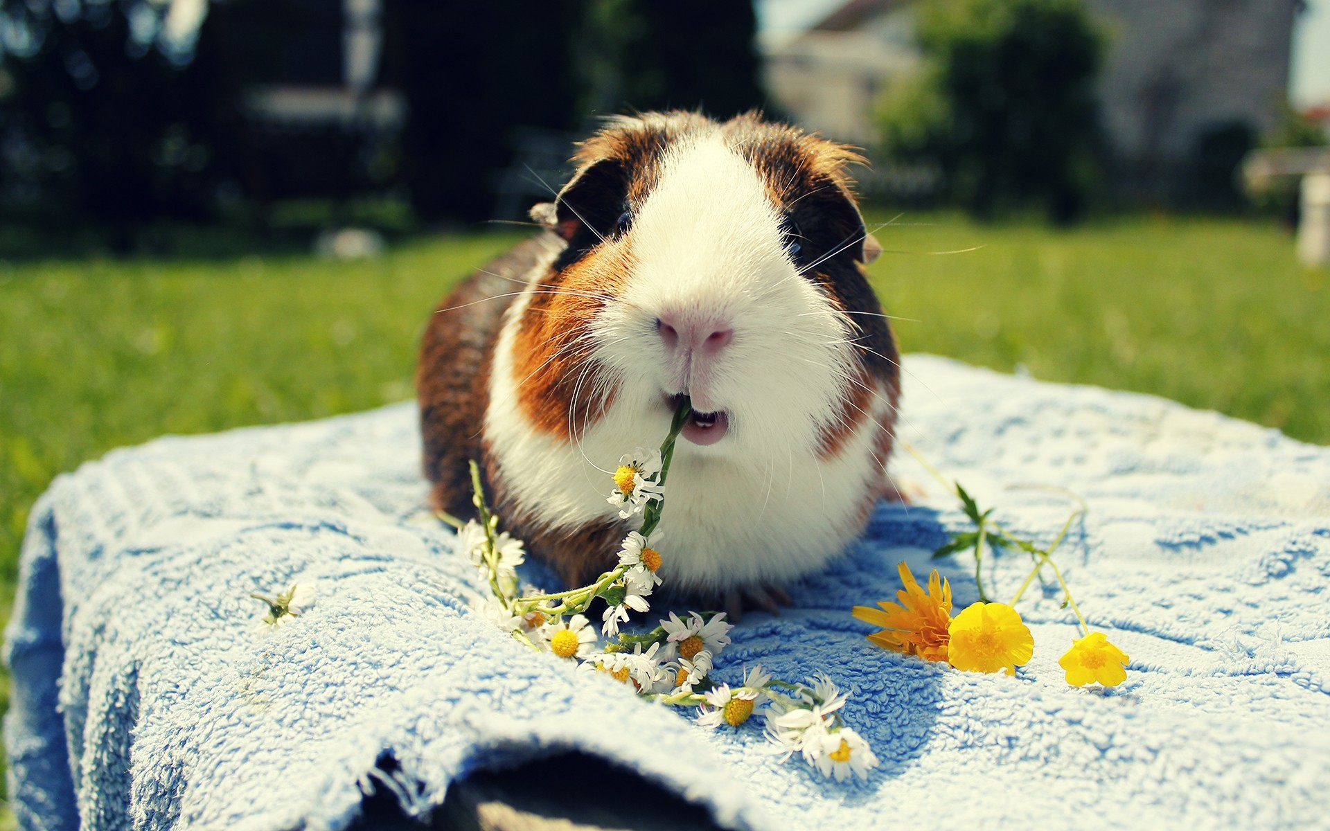 Animal - Guinea Pig Wallpaper 1920x1200