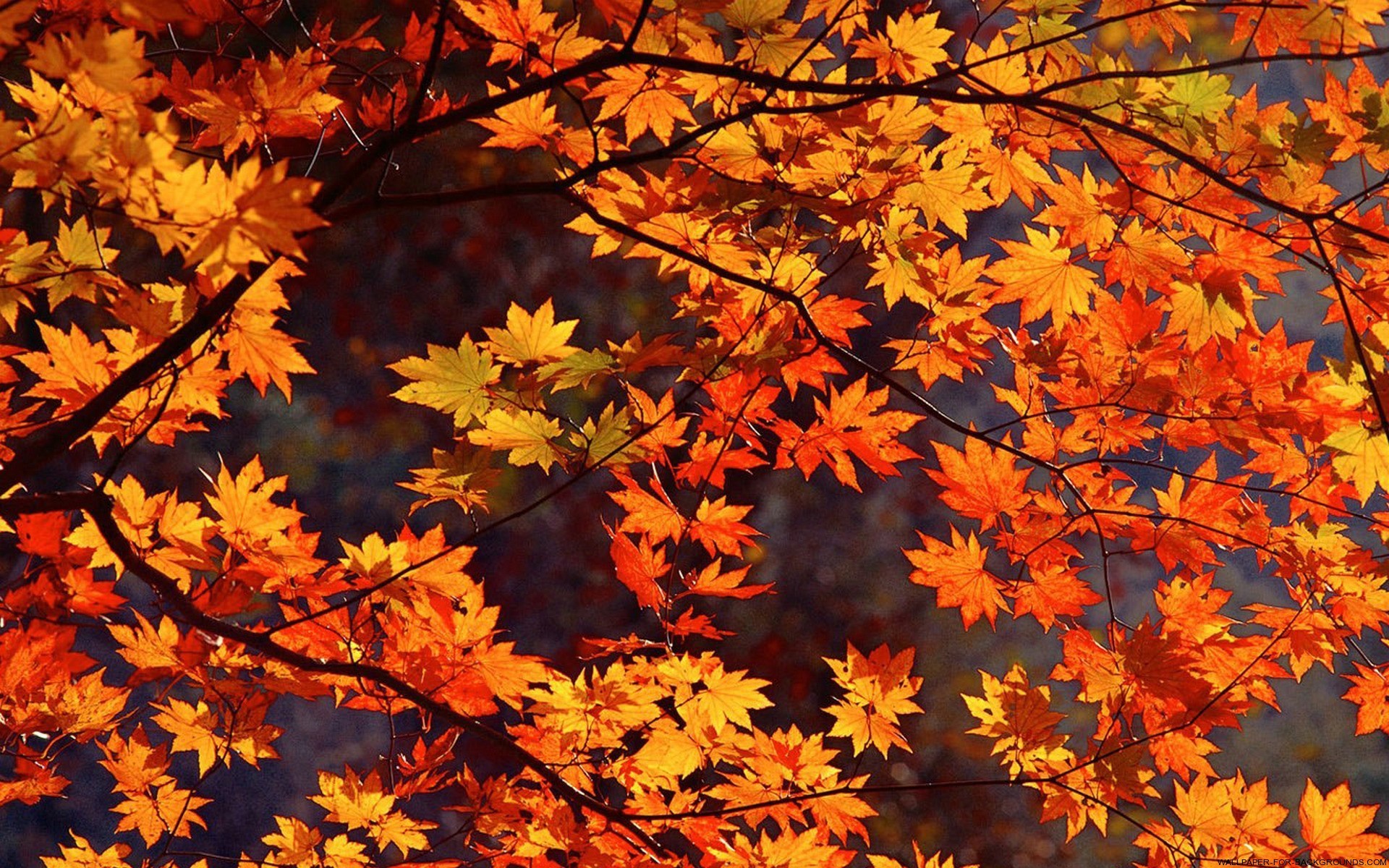 24++ Cute Autumn Leaves Wallpaper - Basty Wallpaper