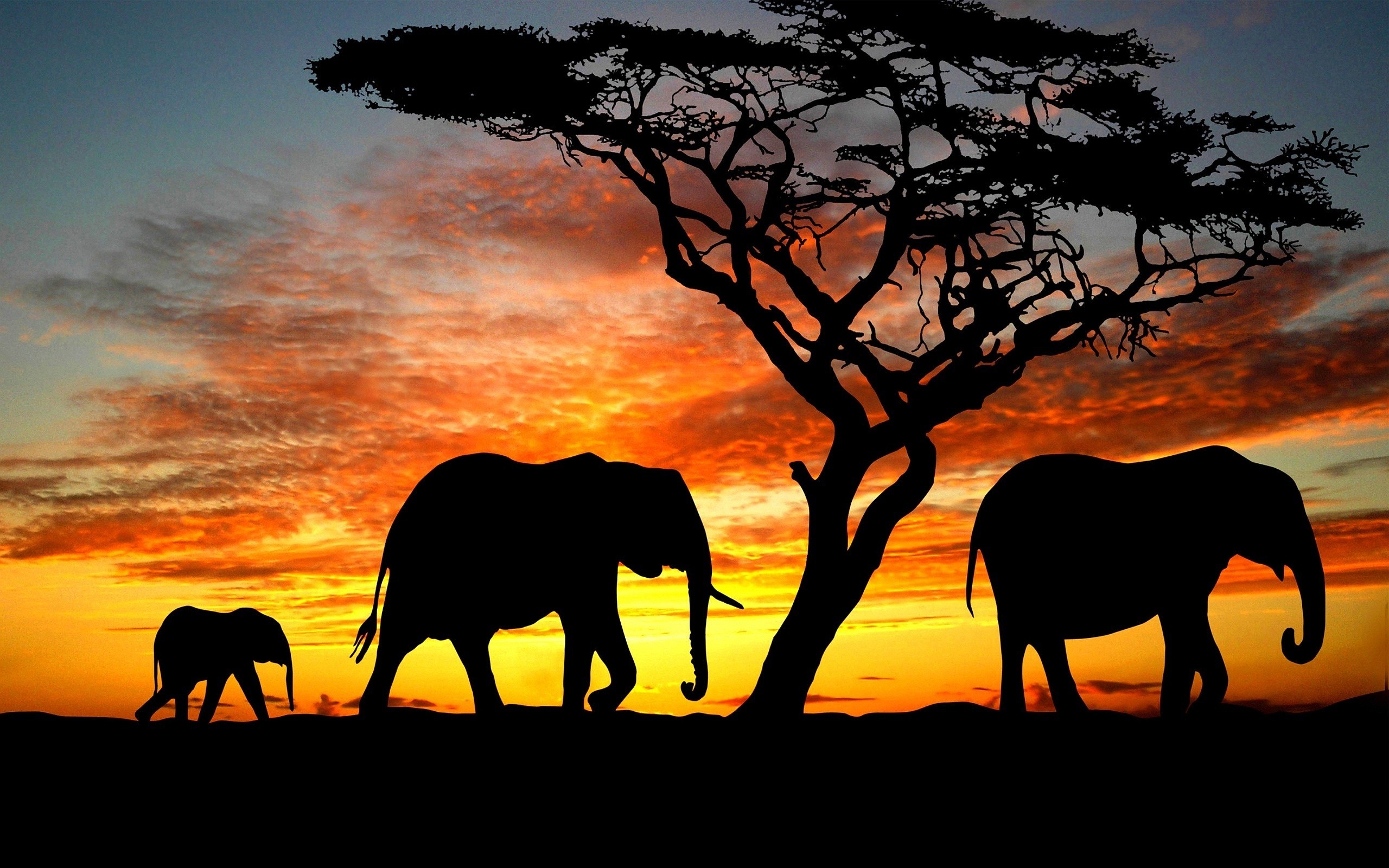 nice hd elephant desktop wallpper  Elephant wallpaper Elephant Elephant  photography