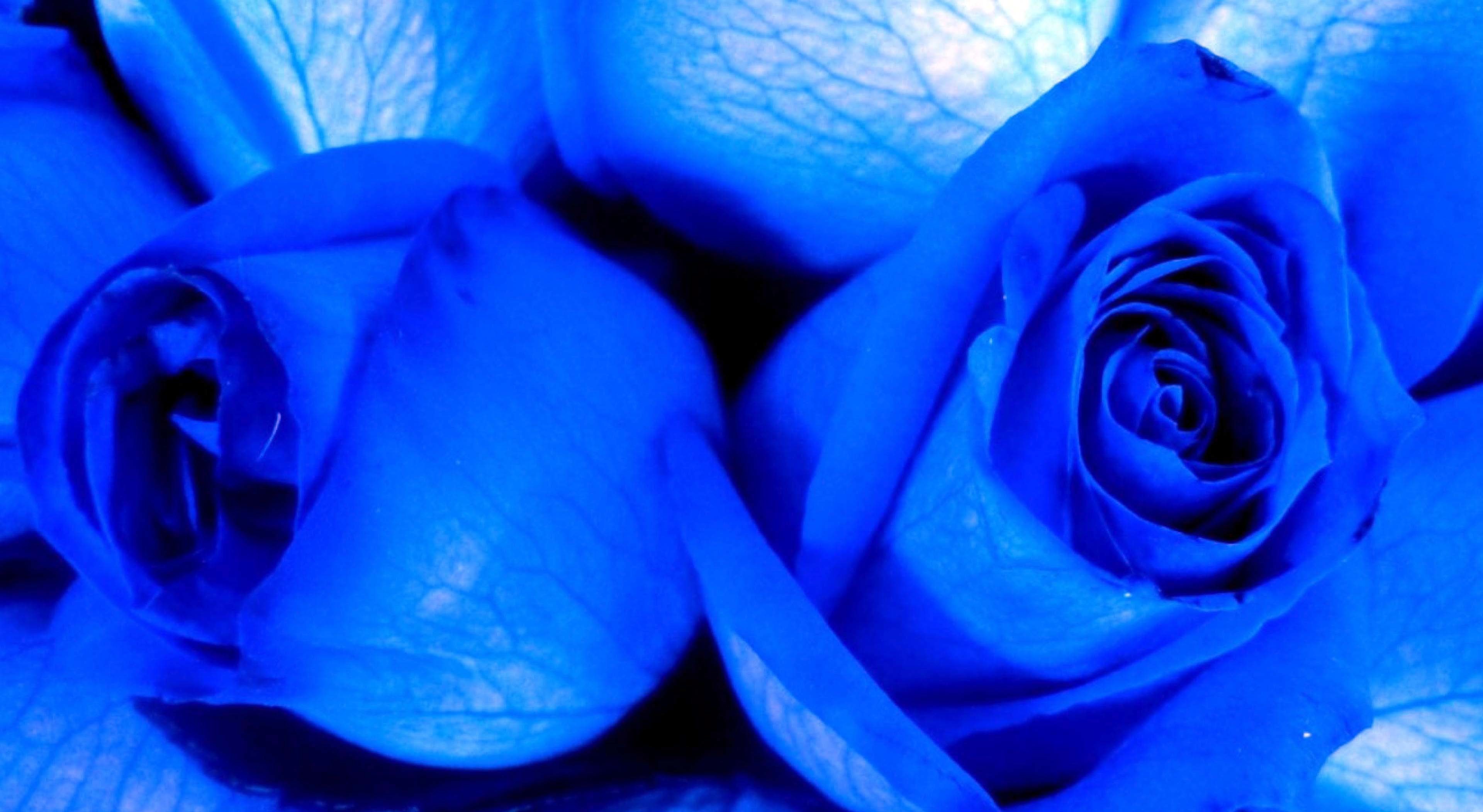 Blue Rose Wallpaper (60+ pictures)