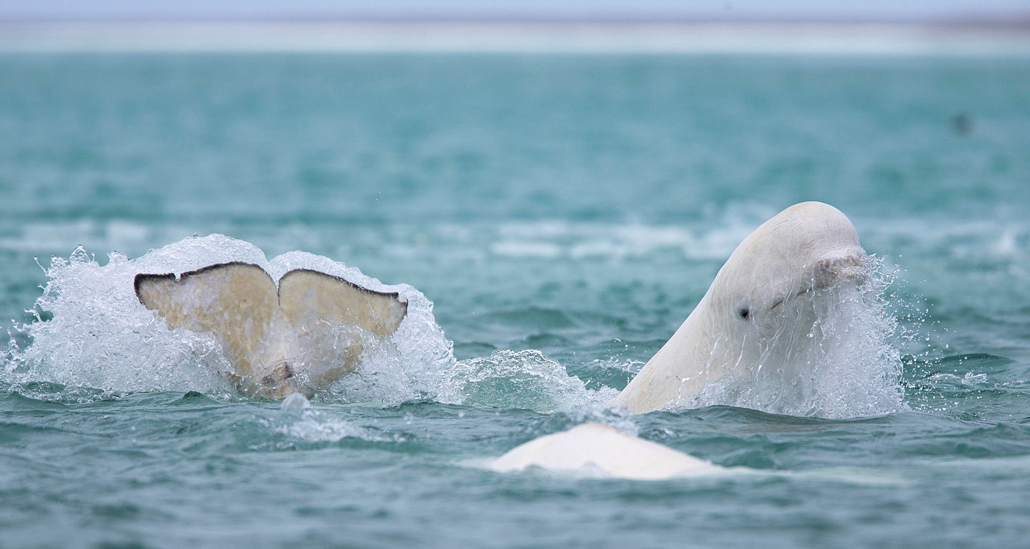 Chi tiết với hơn 90 về hình nền beluga mới nhất  Eteachers