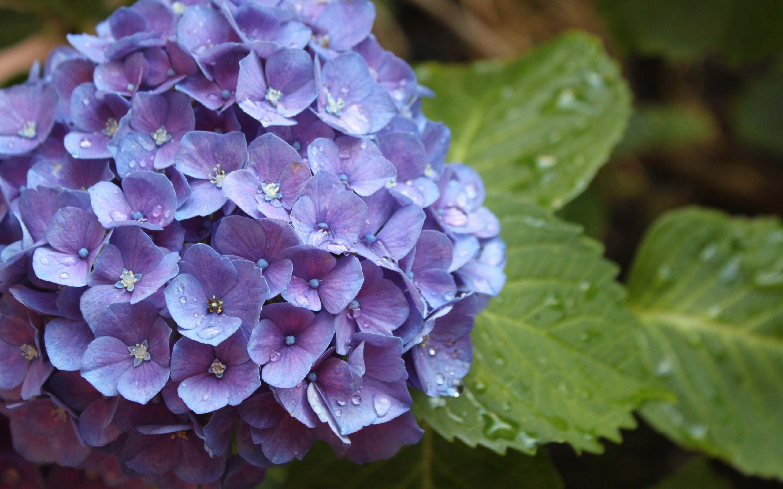 Hydrangea Background 45 Pictures