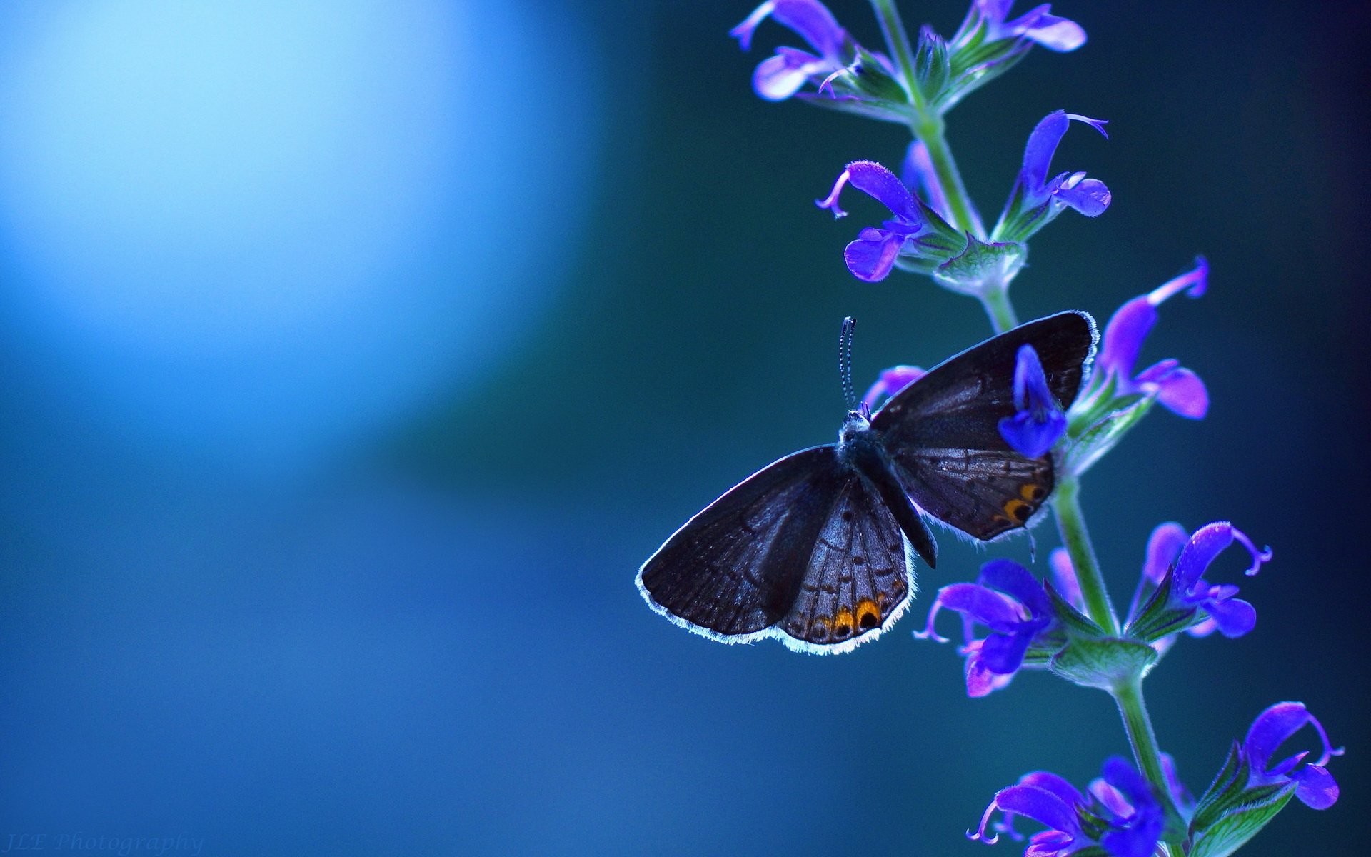 Butterfly Backgrounds (70+ pictures)