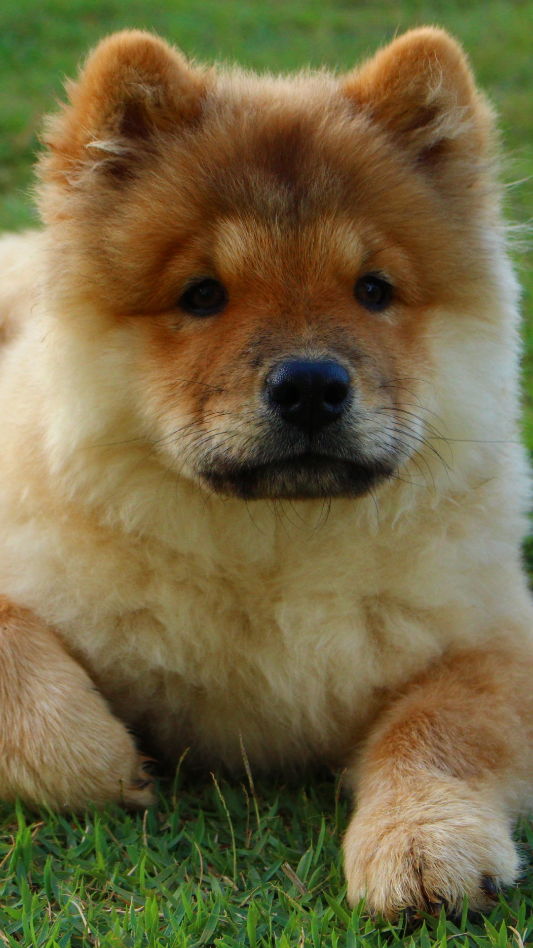 Chow Chow Wallpaper (47+ pictures)