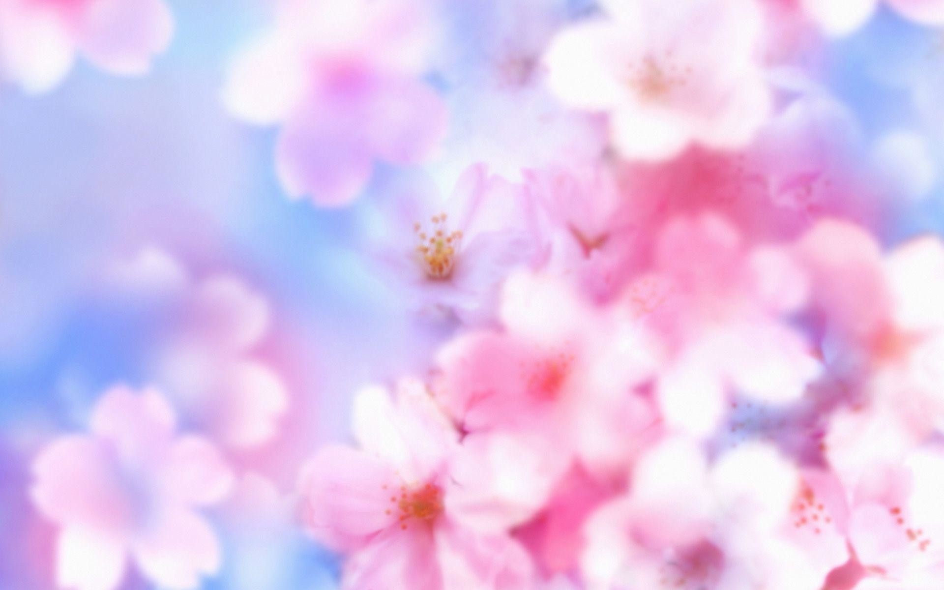 Most Downloaded Cherry Blossom Wallpapers - Full HD wallpaper search 1920x1200