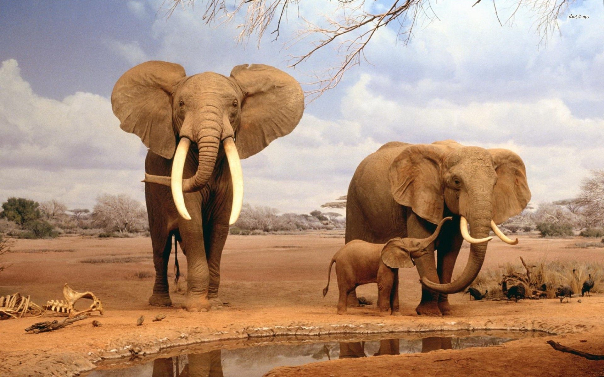 African Sunset Animales Elephants Art Wallpaper Hd For Desktop   Wallpapers13com