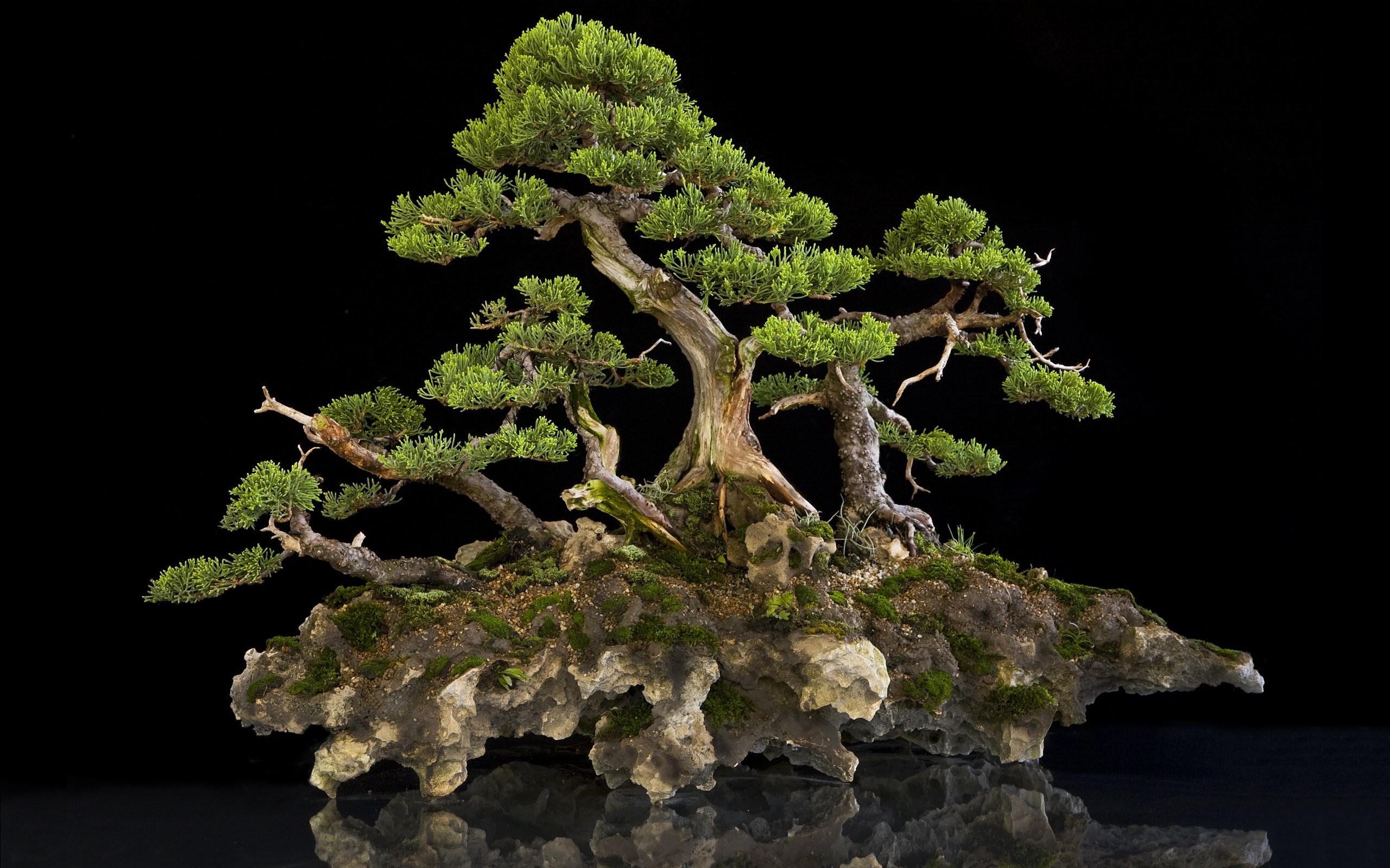 Buy Avikalp Awi3288 Bonsai Tree Nature Full HD 3D Scenery Wallpaper Or Wall  Sticker Vinyl365cm x 304cm Online at Low Prices in India  Amazonin