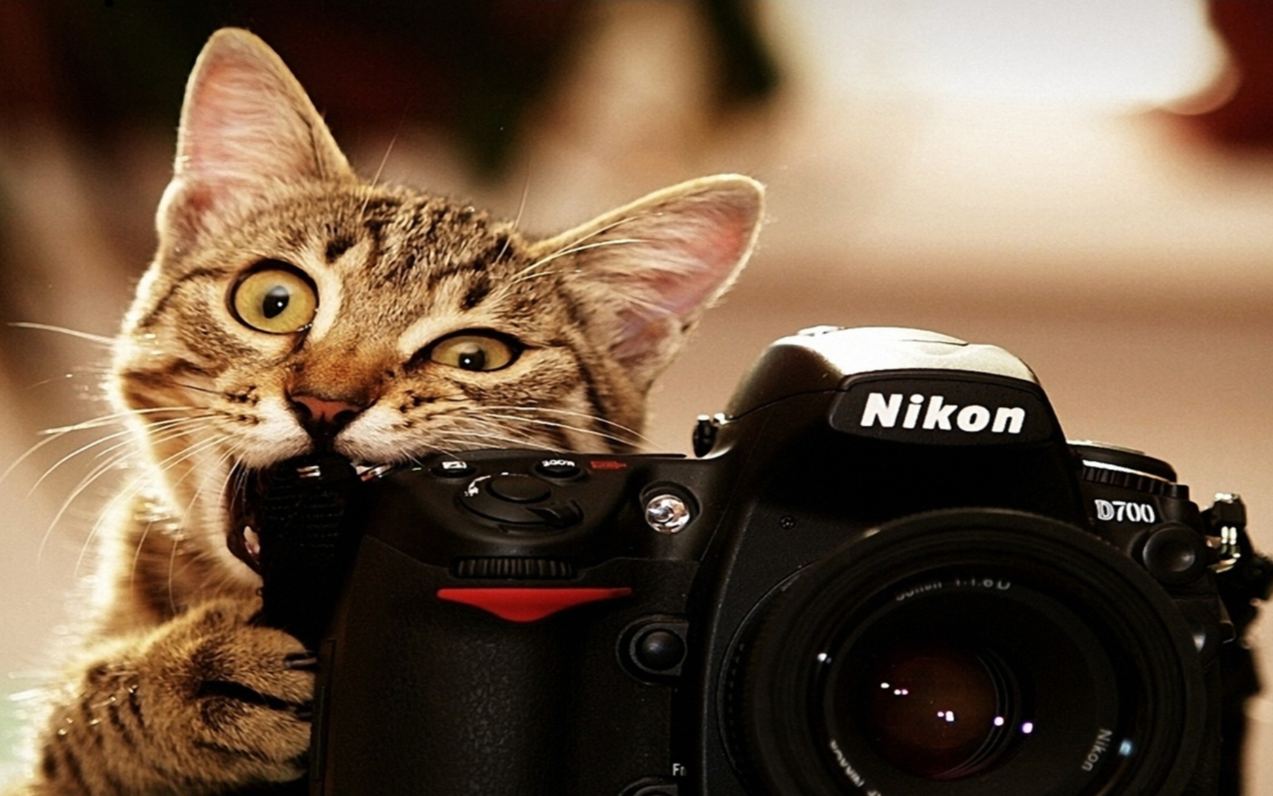 Funny Animal Backgrounds (61+ pictures)