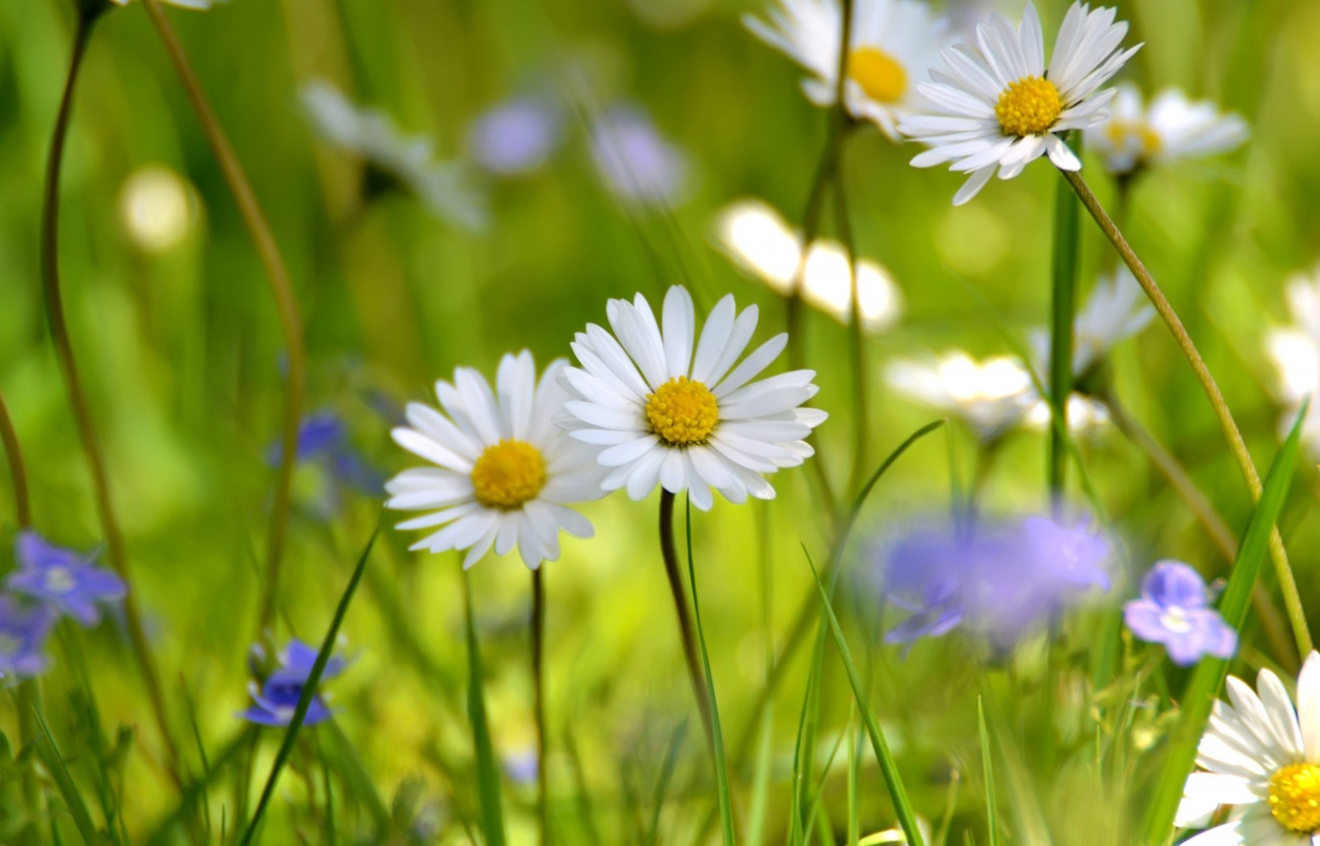 chamomile summer wildflowers the field white meadow 1920x1231