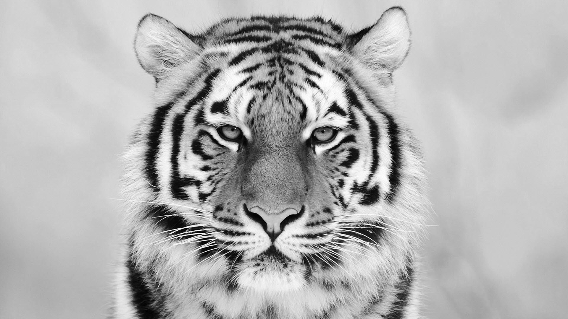 Tiger Wallpapers 65 Pictures