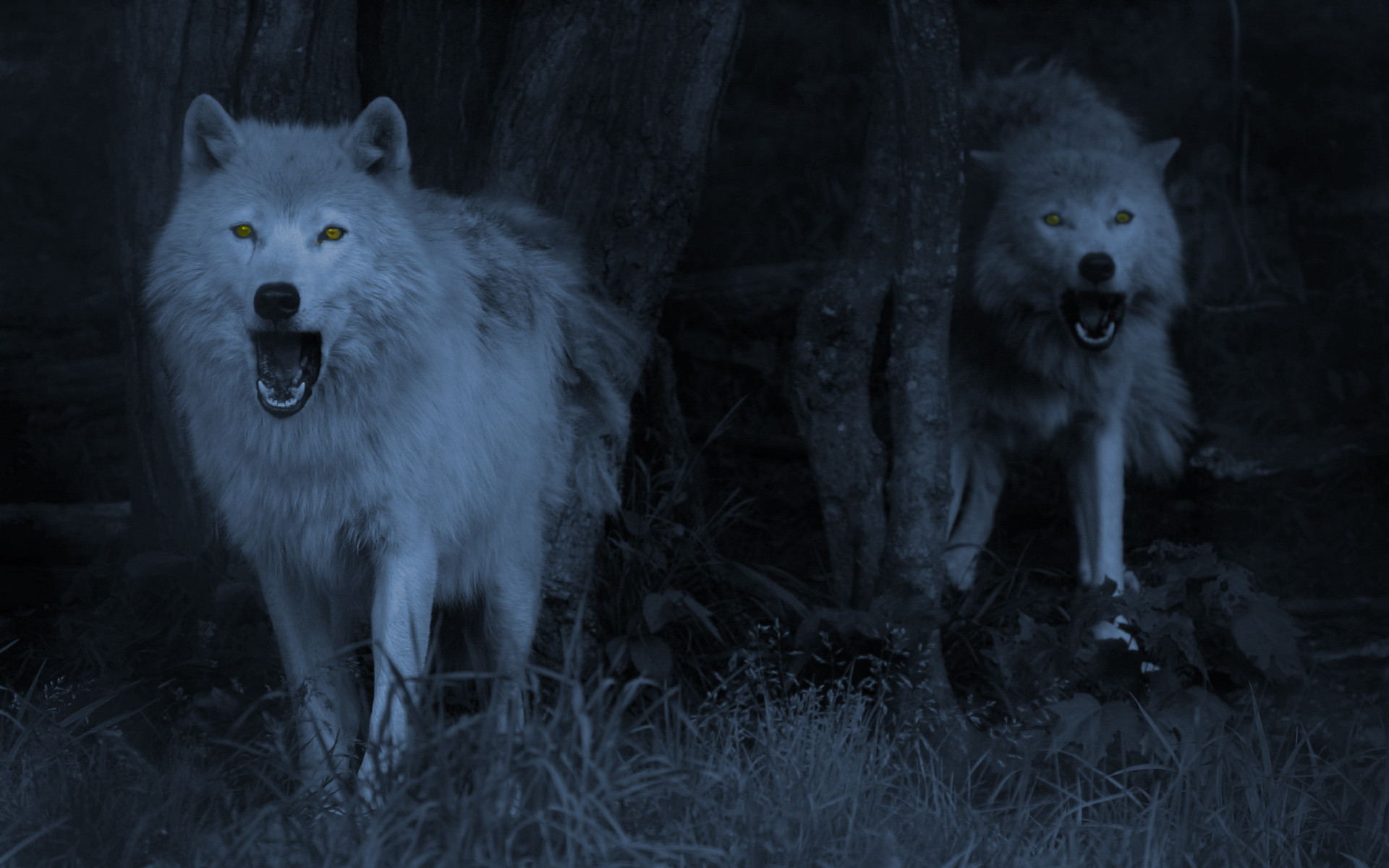 Wolf Wallpapers for Desktop (61+ pictures)