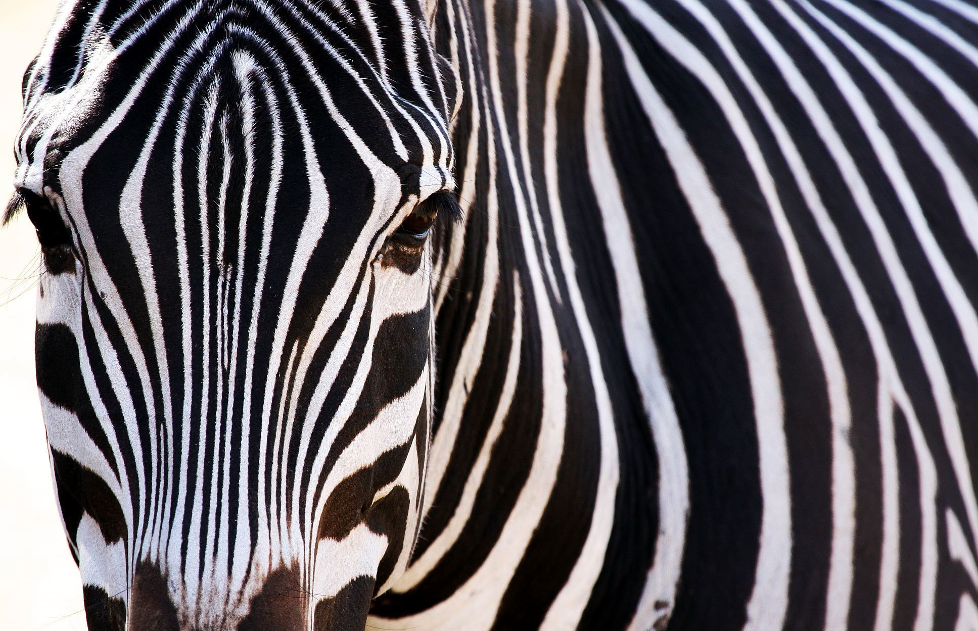 Download Zebra wallpapers for mobile phone free Zebra HD pictures
