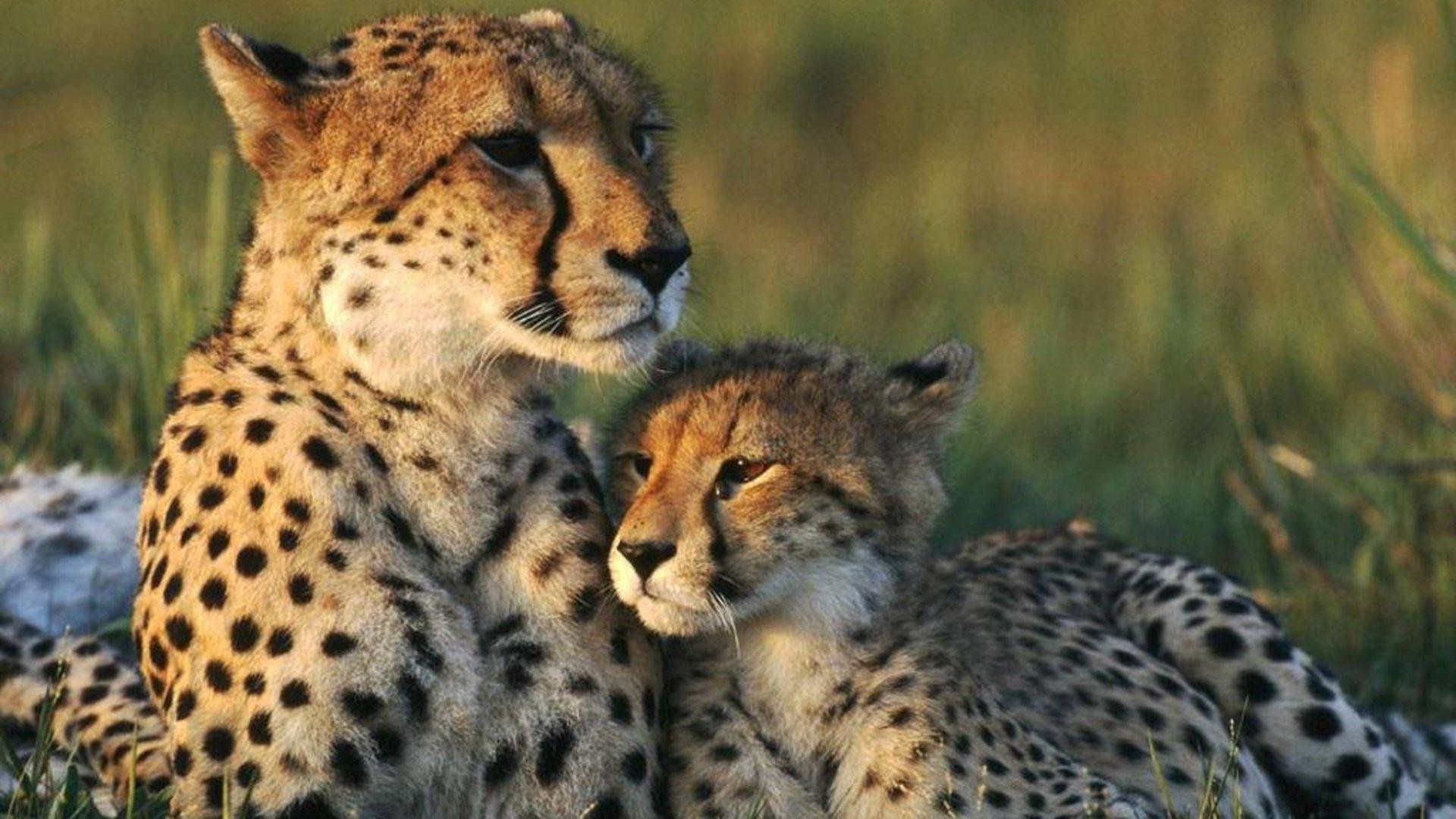 Cheetah Cubs Wallpapers  Wallpaper Cave
