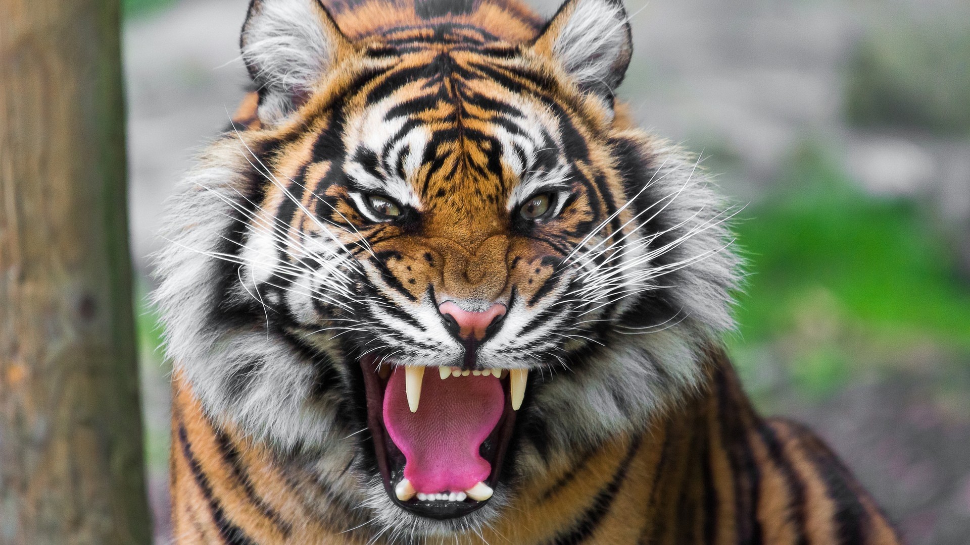 Angry Tiger Hd Wallpaper For Mobile