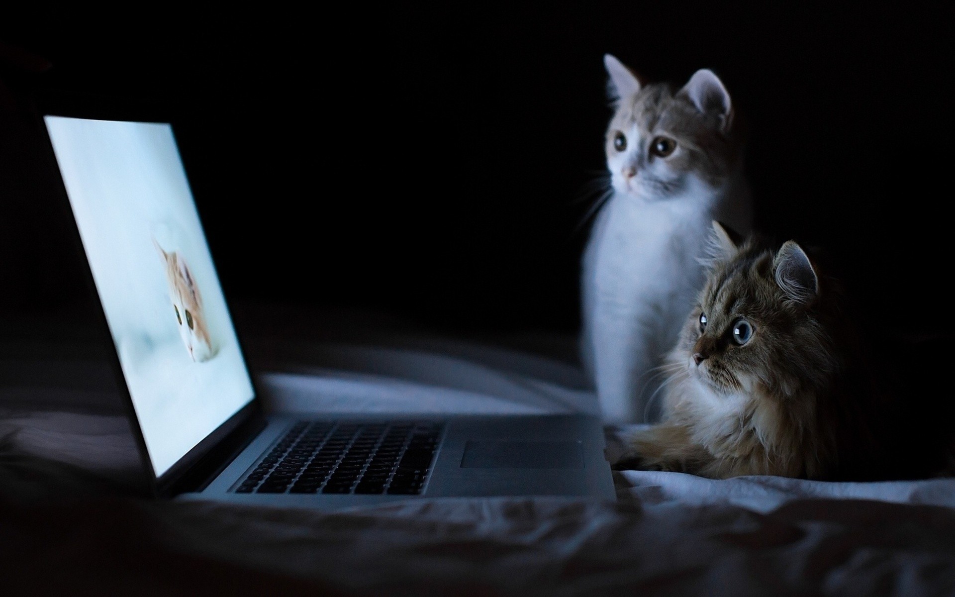 wallpaper desktop cats