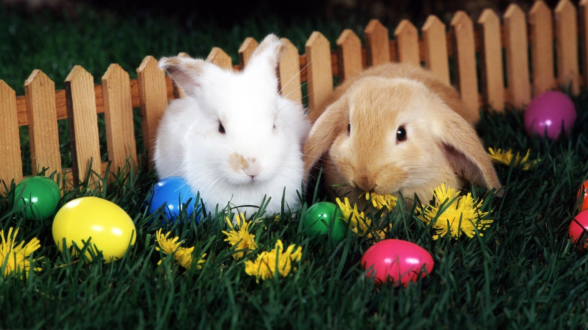 Easter bunny wallpaper android. 1920x1080