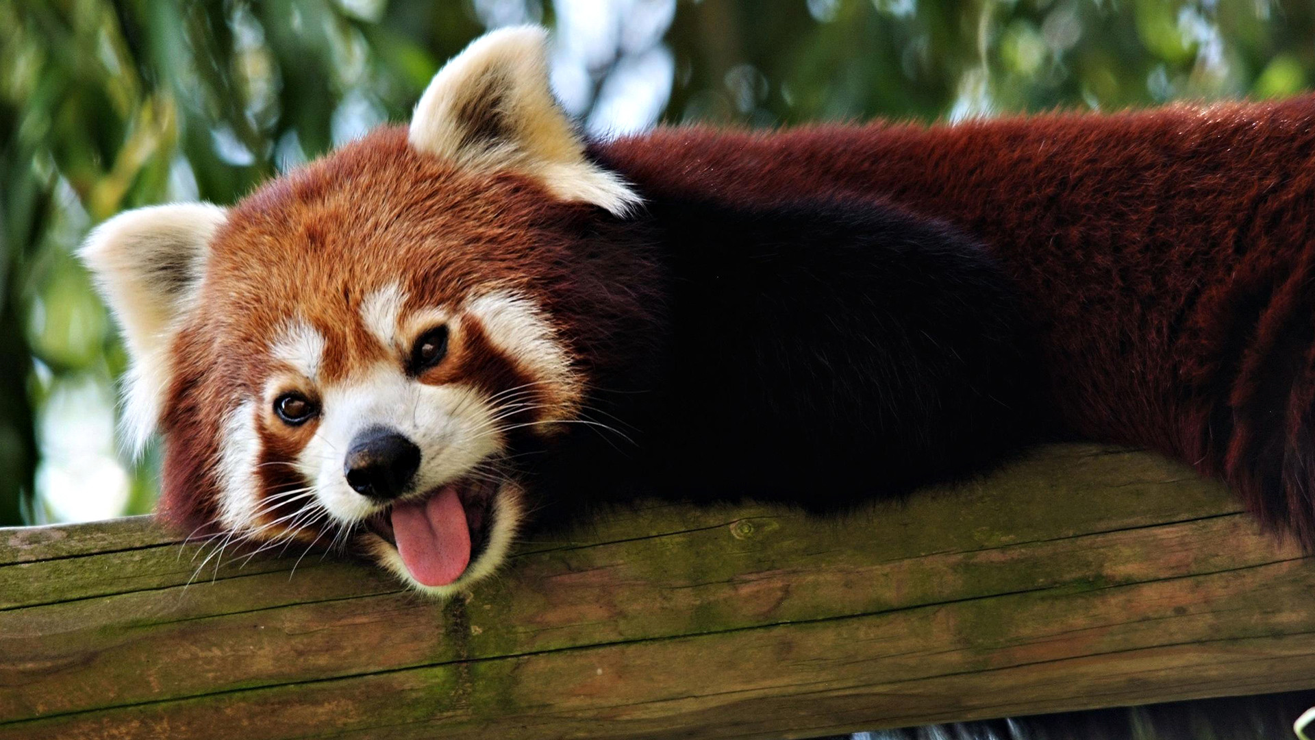 Panda Lesser Panda Red Panda Branch Rest Sleep iPad Pro Wallpapers Free  Download