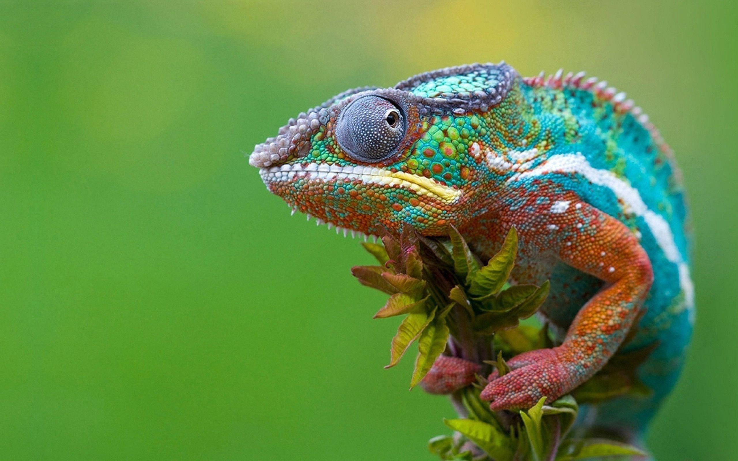 Chameleon Photos Download The BEST Free Chameleon Stock Photos  HD Images