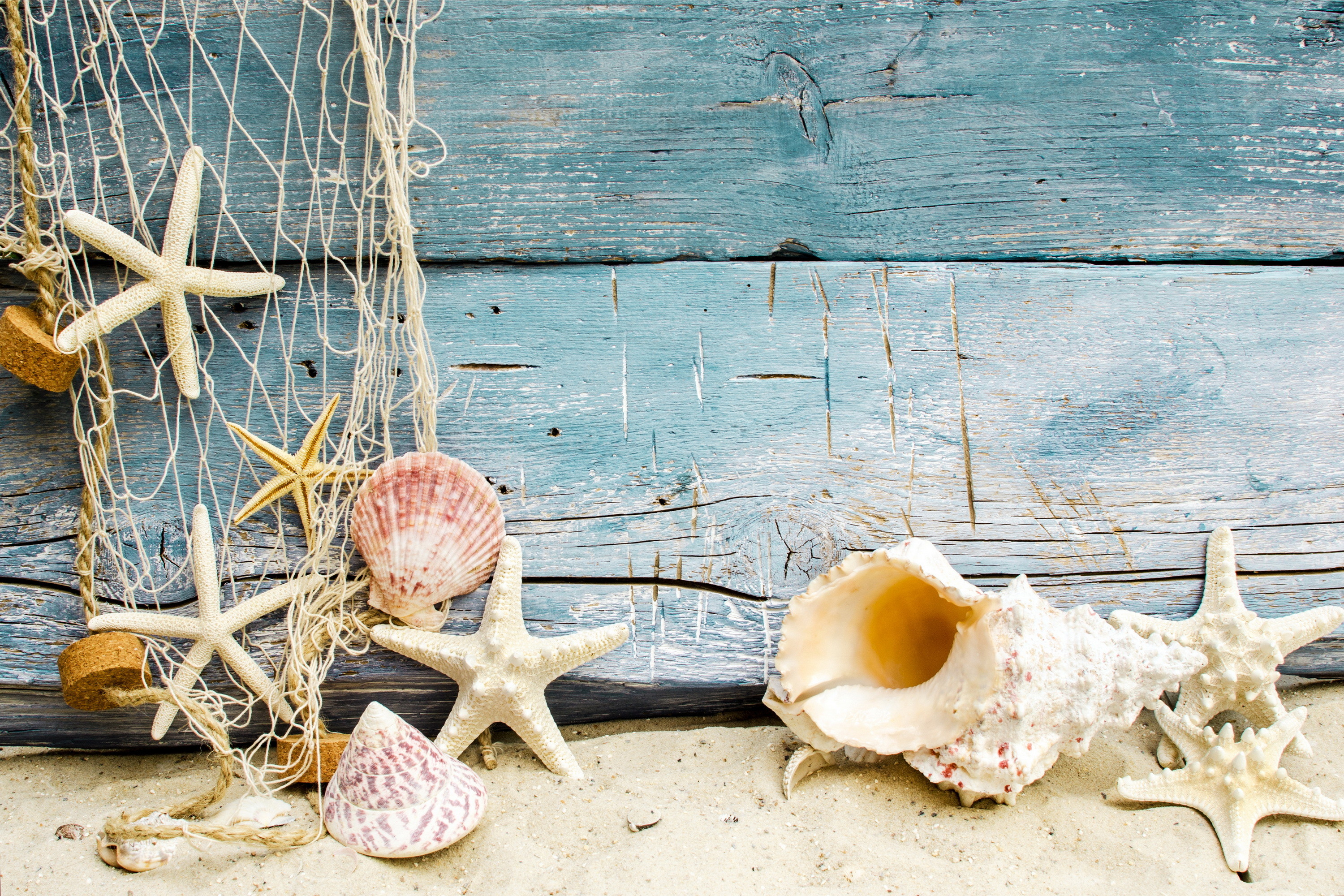 Sand beach shell wood marine still life starfish seashells HD  wallpaper  Wallpaperbetter
