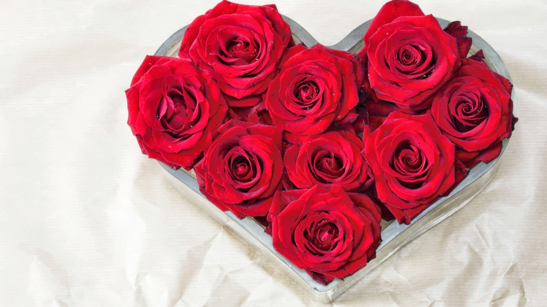 Red roses on the red silk - Love moment. Flowers 