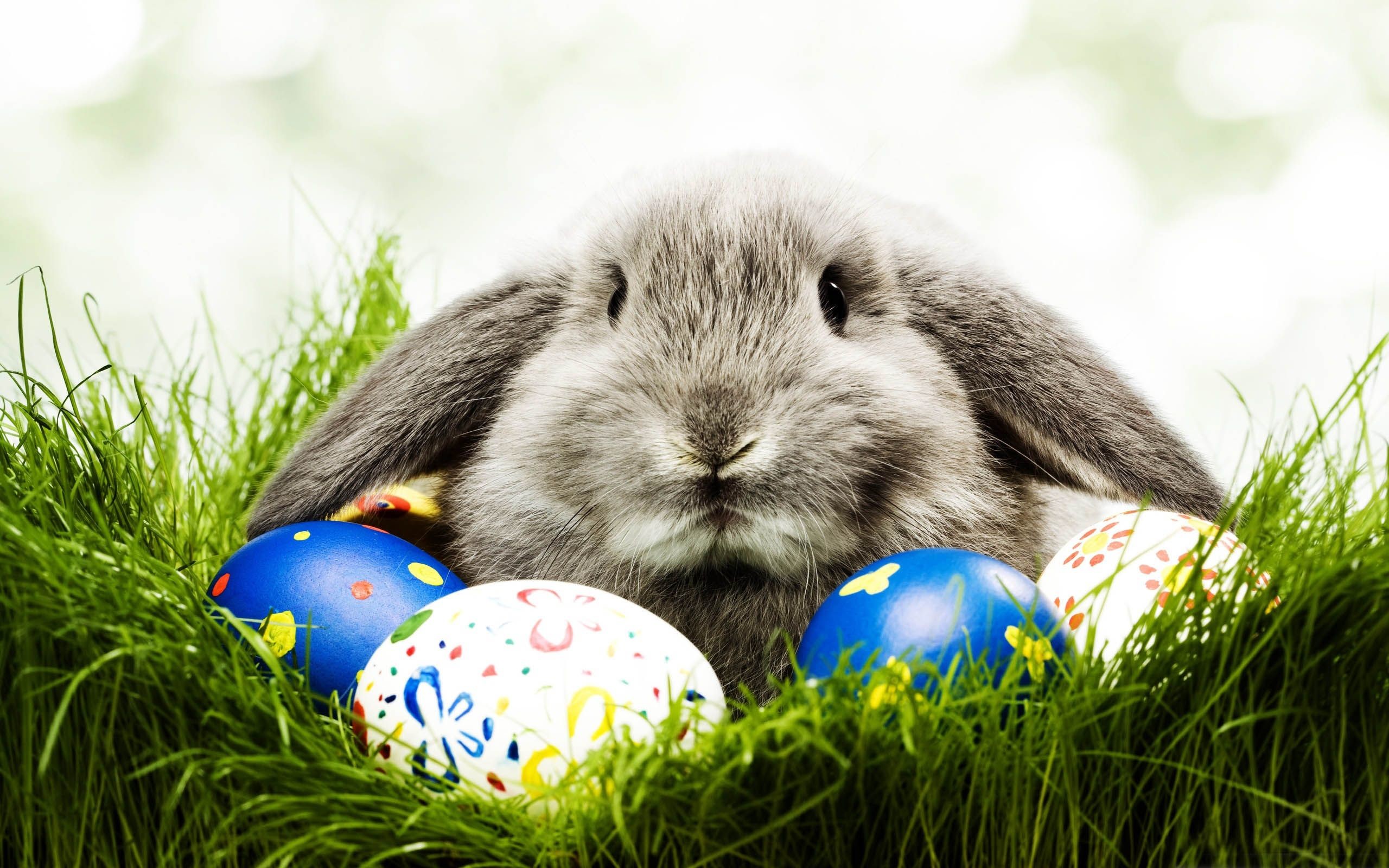Easter Bunny Beautiful Background Rabbit Easter Eggs Easter Background  Image And Wallpaper for Free Download