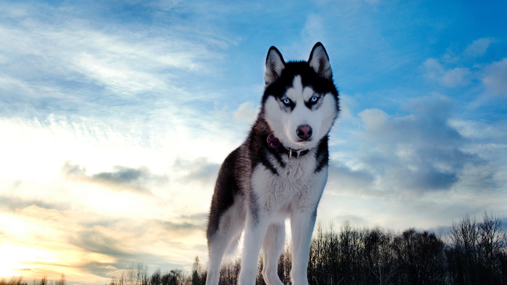 1920x1080 Wallpaper dog, husky, look, spotted, muzzle 1920x1080