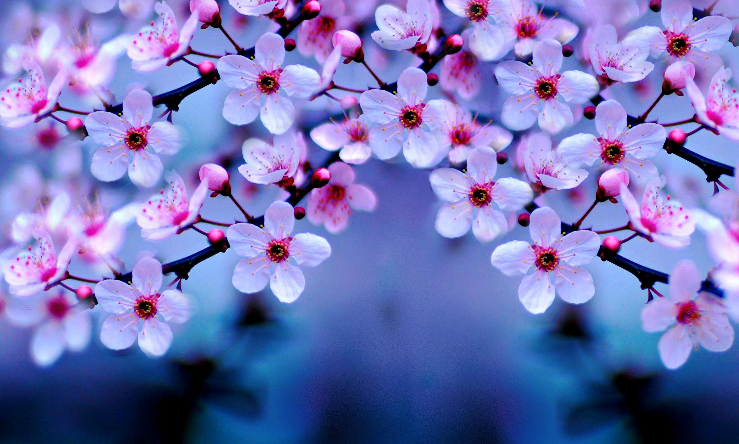 japanese cherry blossom desktop background