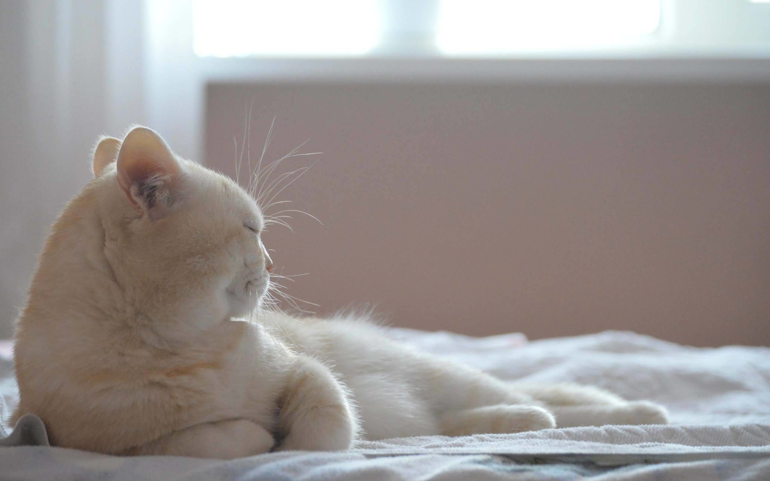 Most Fantastic White Cat On A Large White Bed Full HD Wallpaper 2560x1600
